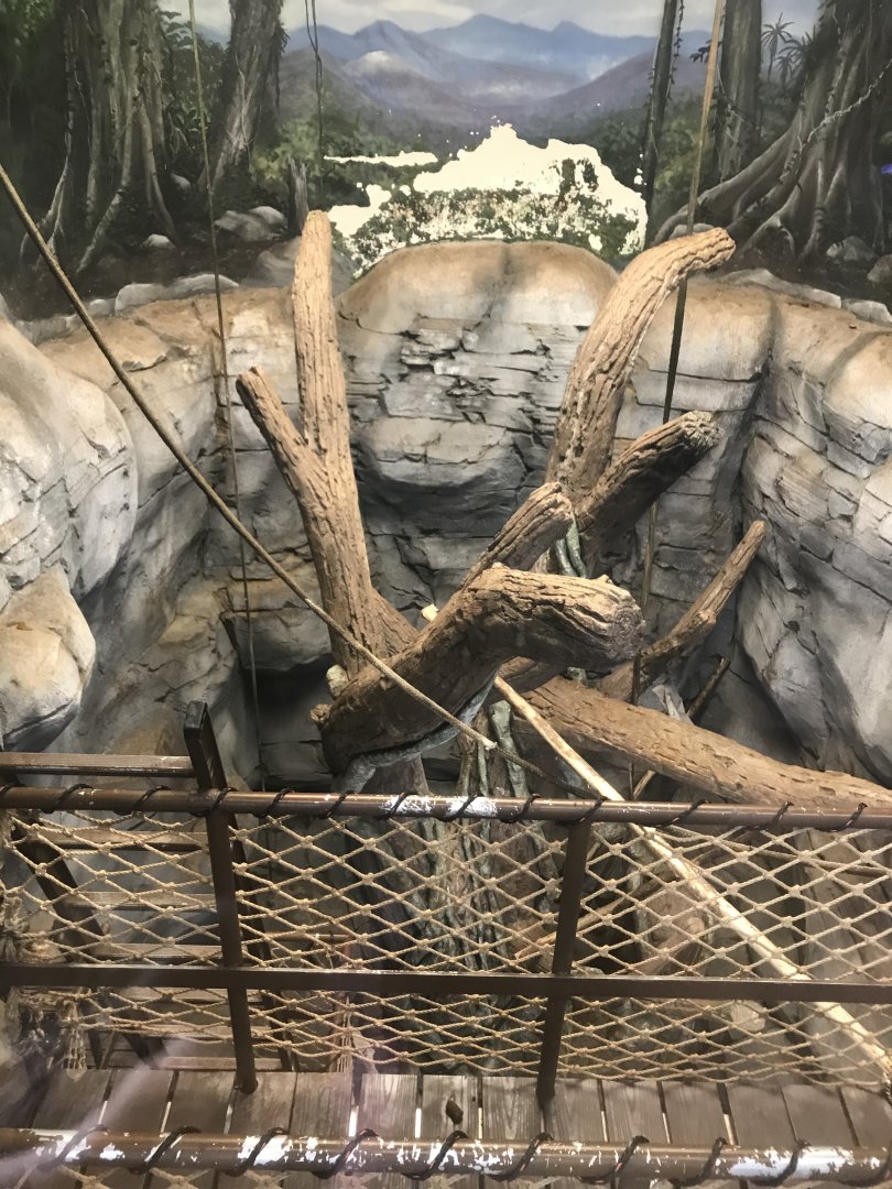 Zoo Central- indoor black-crested mangabey exhibit