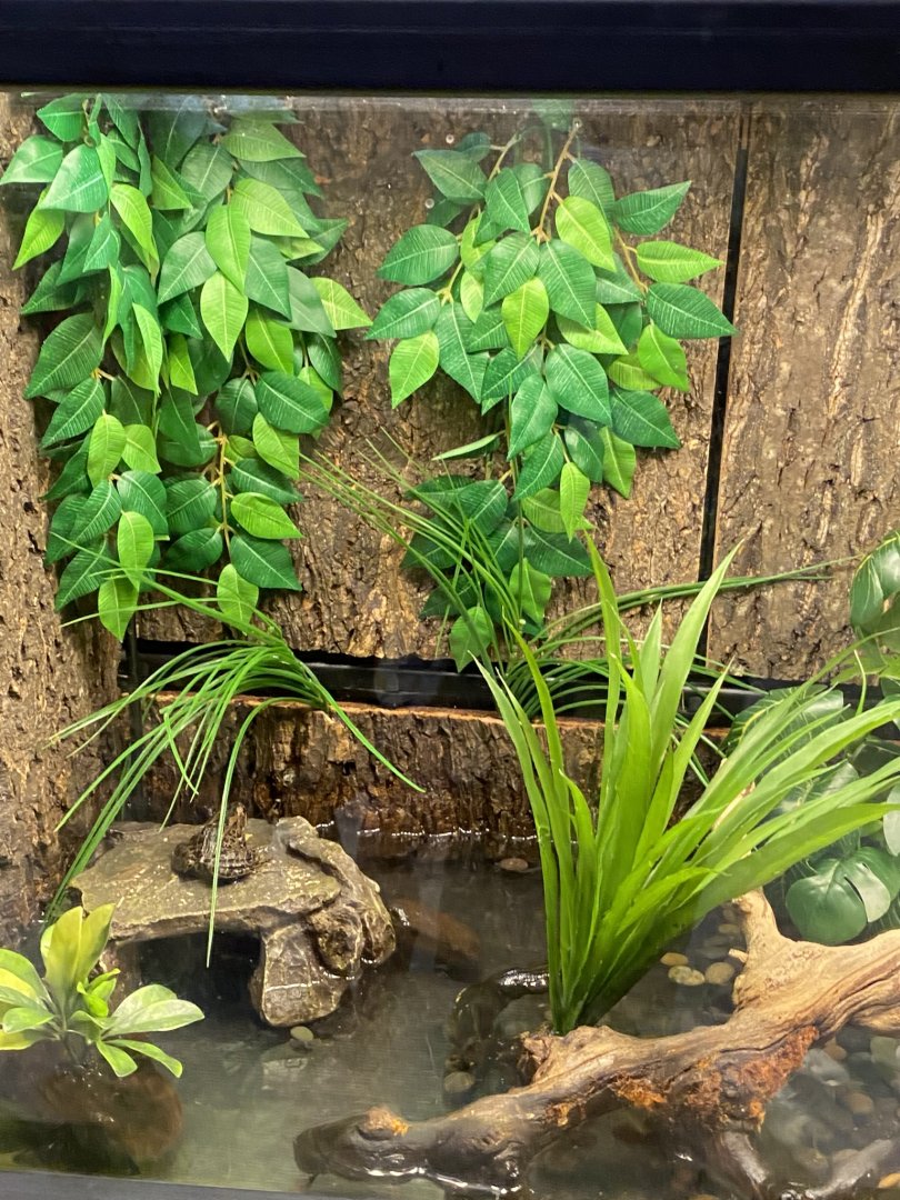 Zoo central- northern leopard frog terrarium