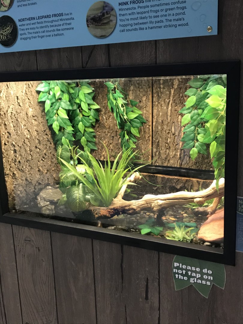 Zoo Central- northern leopard frog terrarium