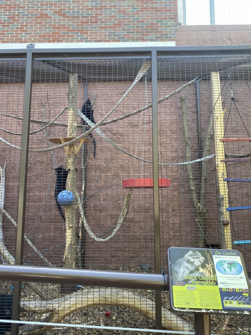 Zoo central outdoor black crested mangabey exhibit