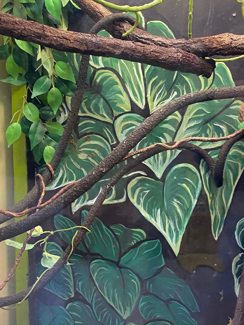 Zoo central- veiled chameleon exhibit