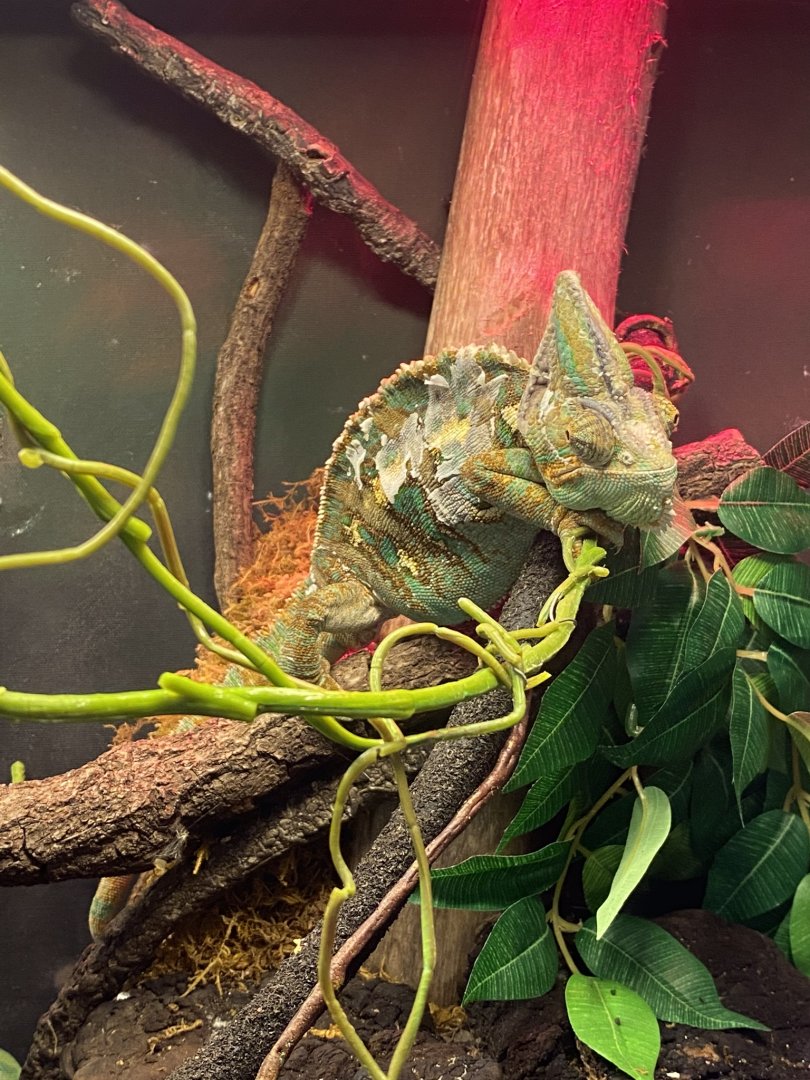 Zoo central- veiled chameleon