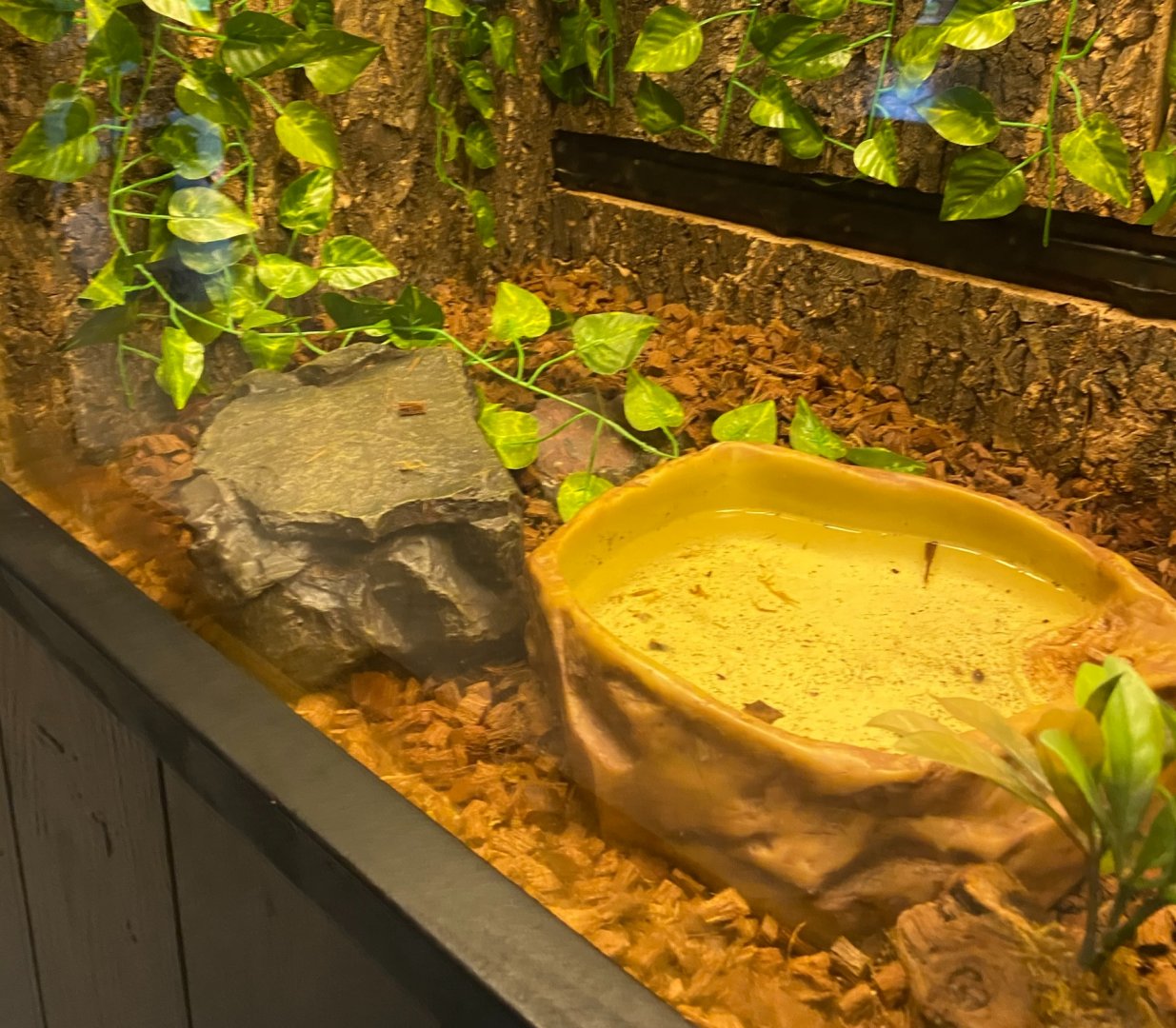 Zoo central- wood frog terrarium