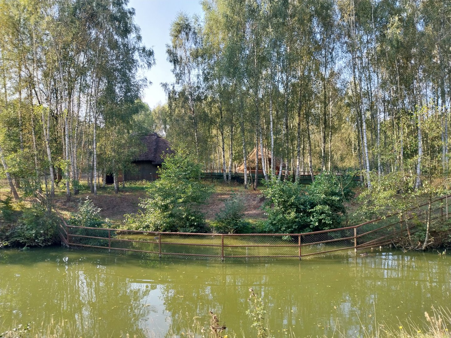 Zoo Charlotta - Common Eland (Tragelaphus oryx)