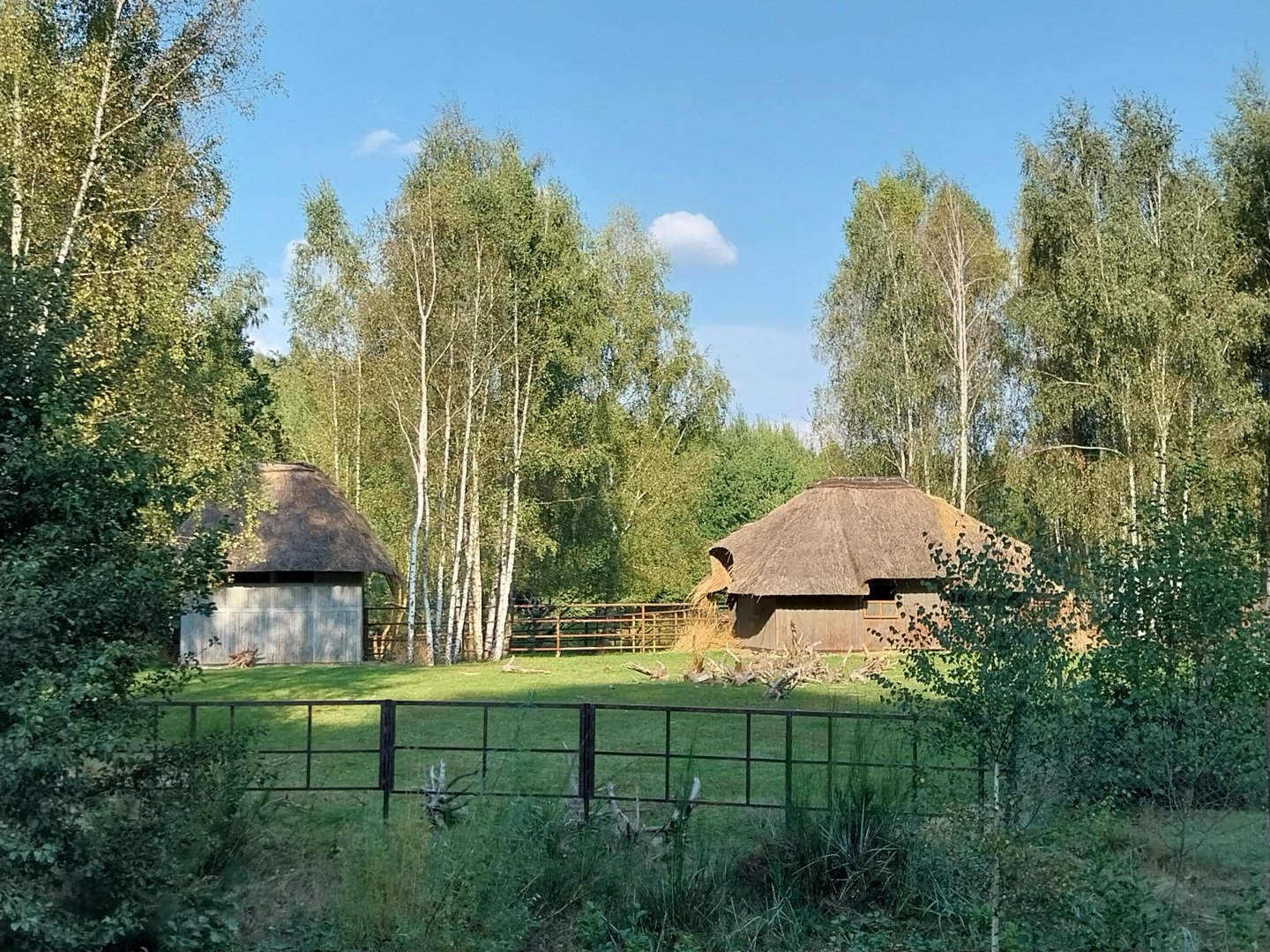 Zoo Charlotta - Common Eland (Tragelaphus oryx)