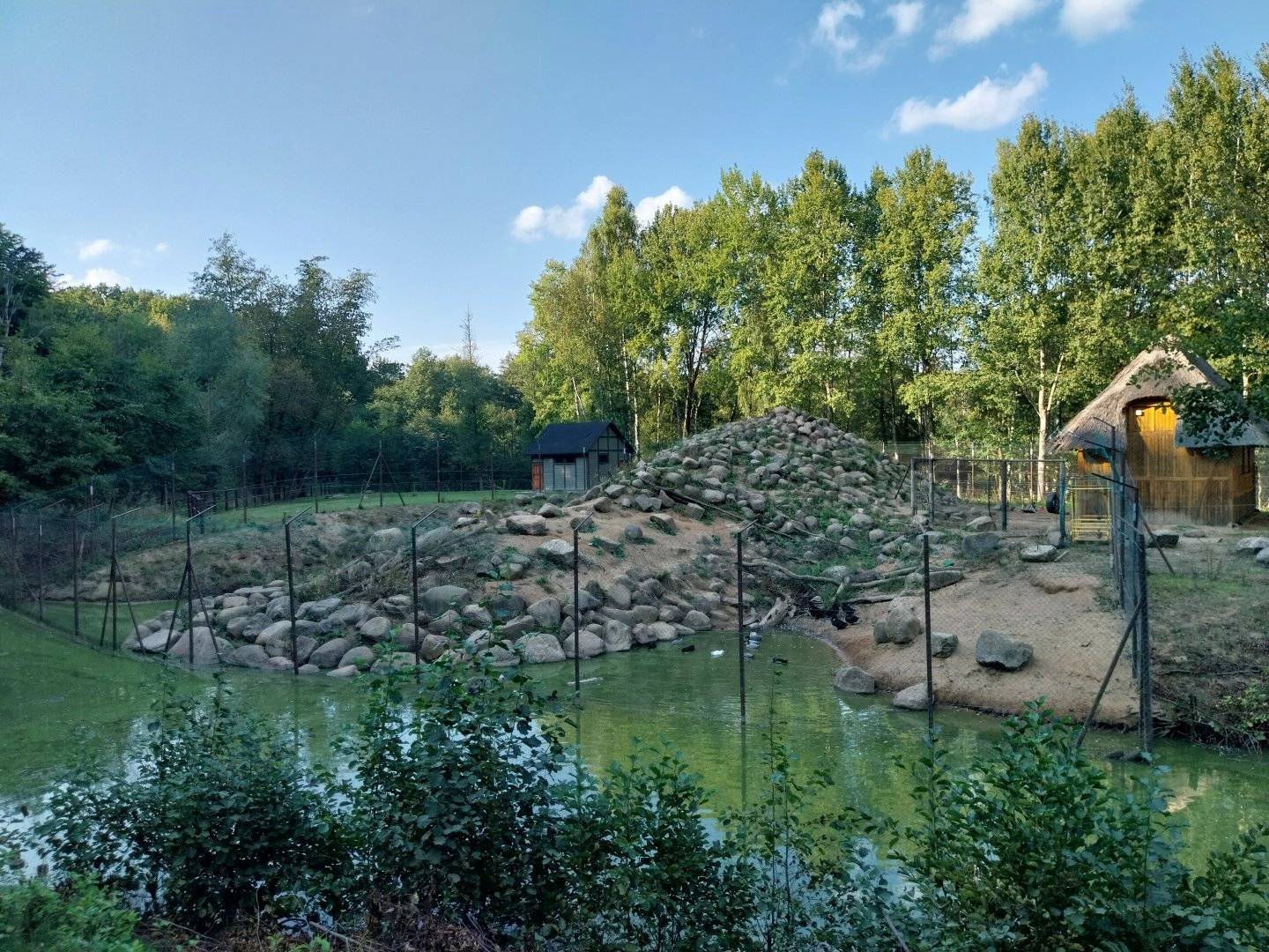 Zoo Charlotta - Japanese Macaque (Macaca fuscata)