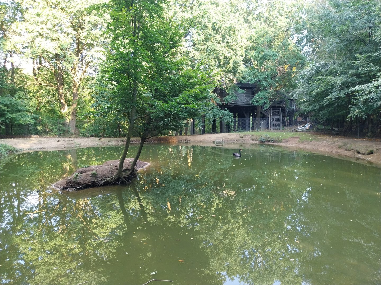 Zoo Charlotta - Manchurian Crane (Grus japonensis) and Black Swan (Cygnus atratus)