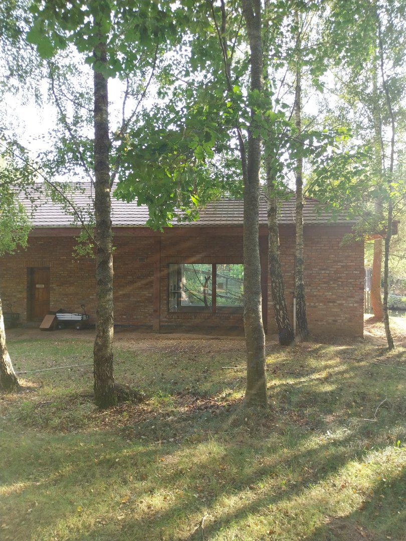 Zoo Charlotta - Red-cheeked Gibbon (Nomascus gabriellae)
