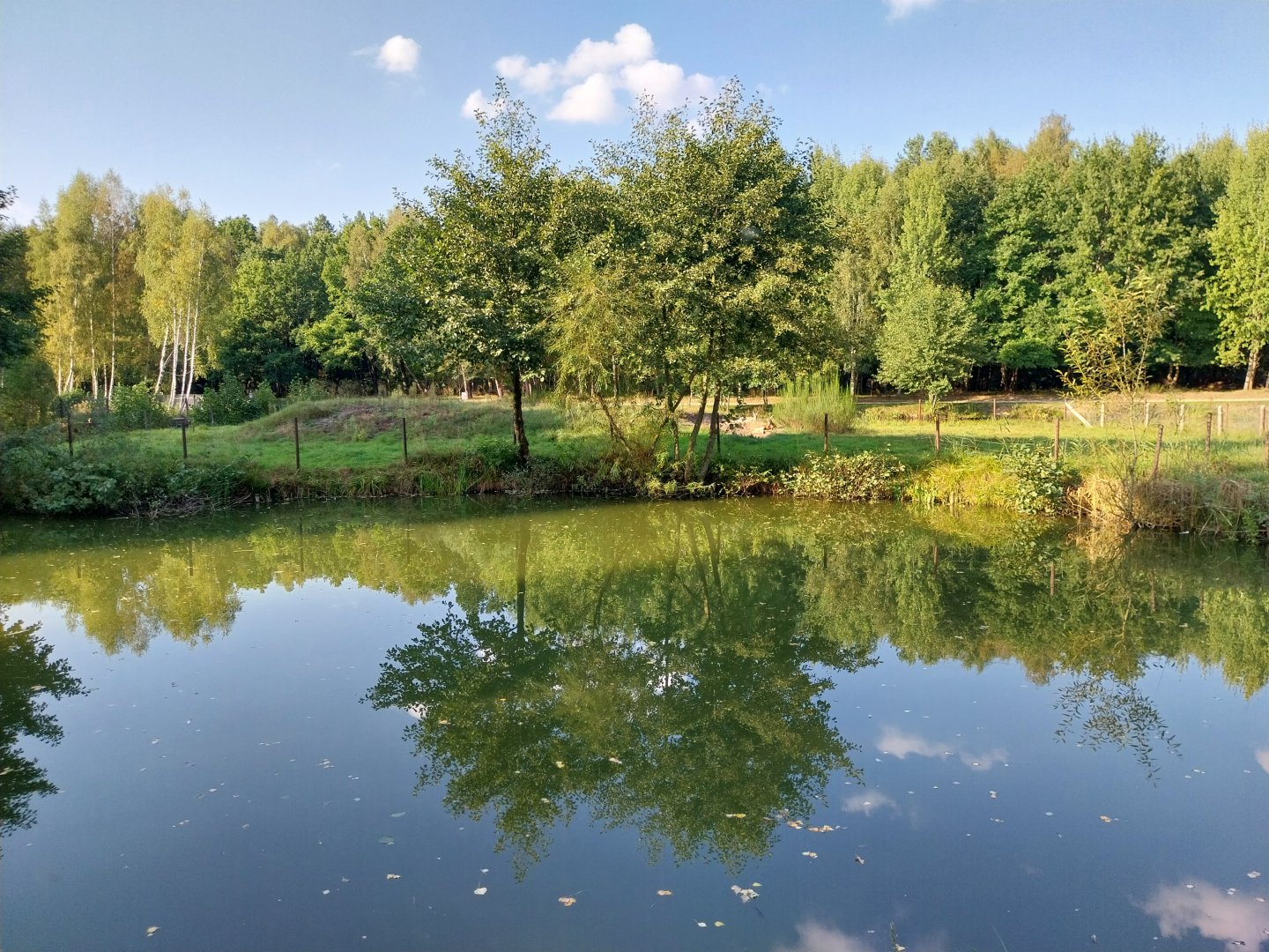Zoo Charlotta - Red Kangaroo (Osphranter rufus)