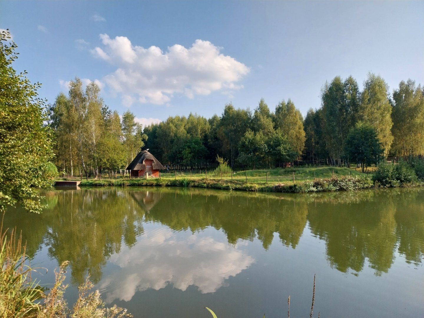 Zoo Charlotta - Red Kangaroo (Osphranter rufus)