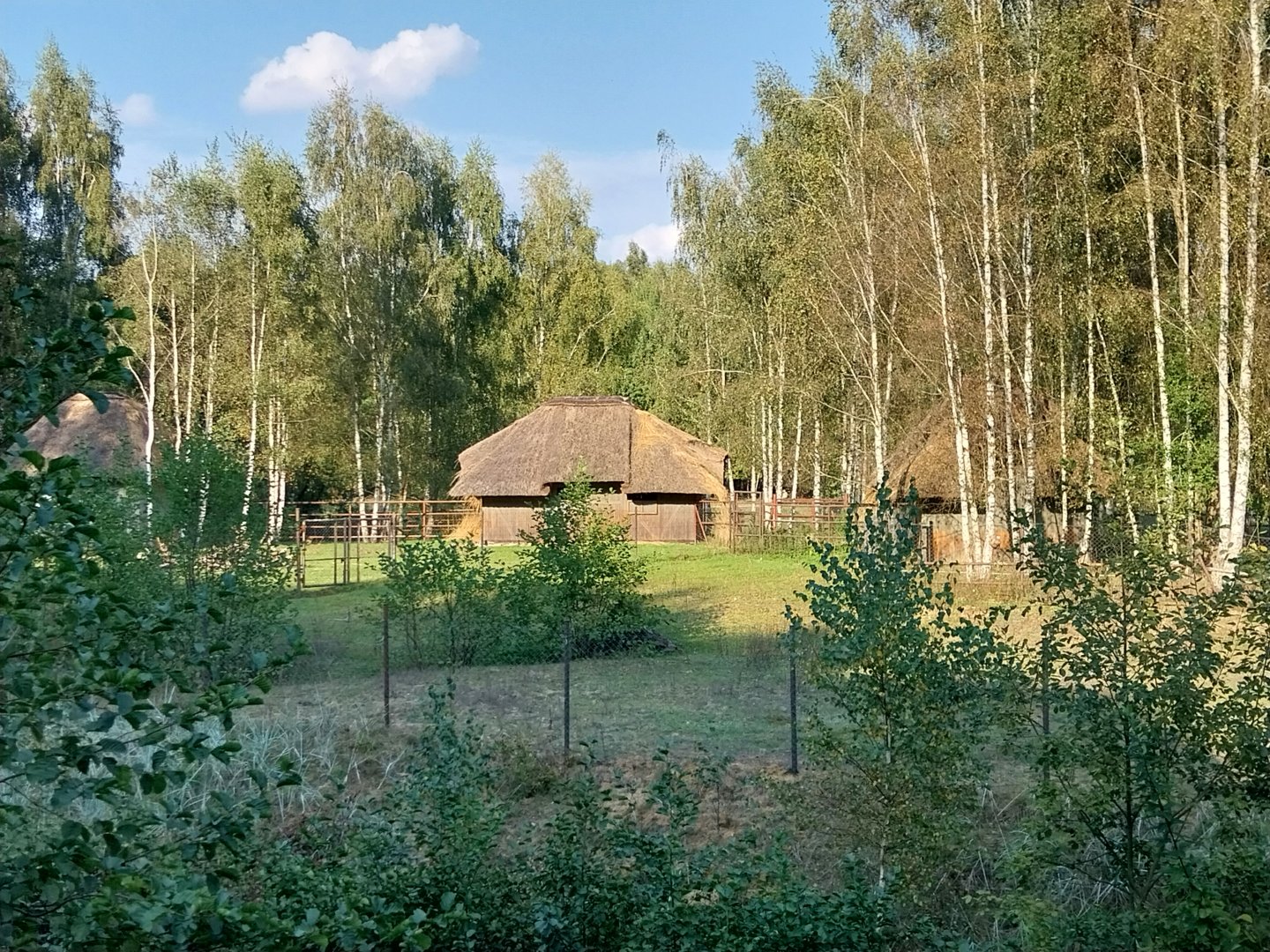 Zoo Charlotta - Scimitar-horned Oryx (Oryx dammah)