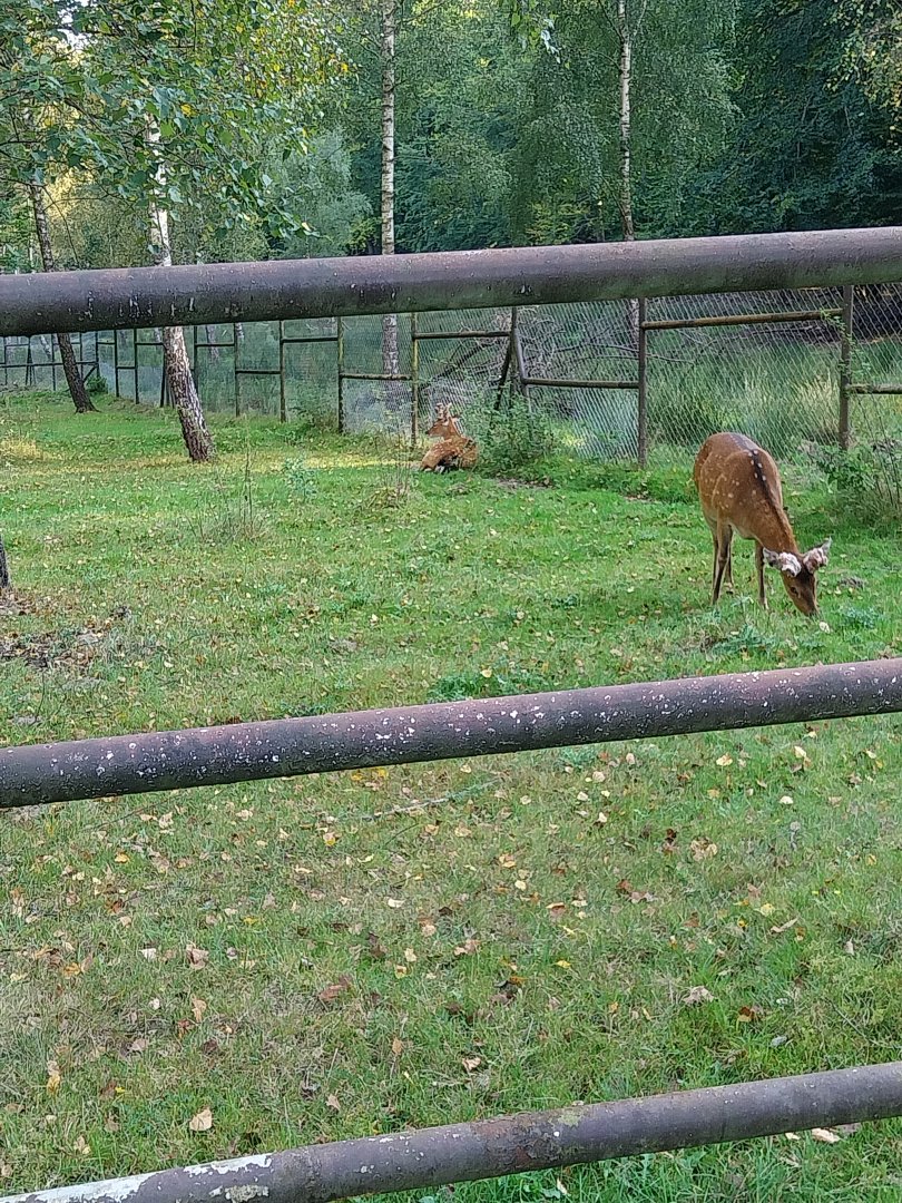 Zoo Charlotta - Vietnamese Sika Deer (Cervus nippon pseudaxis)