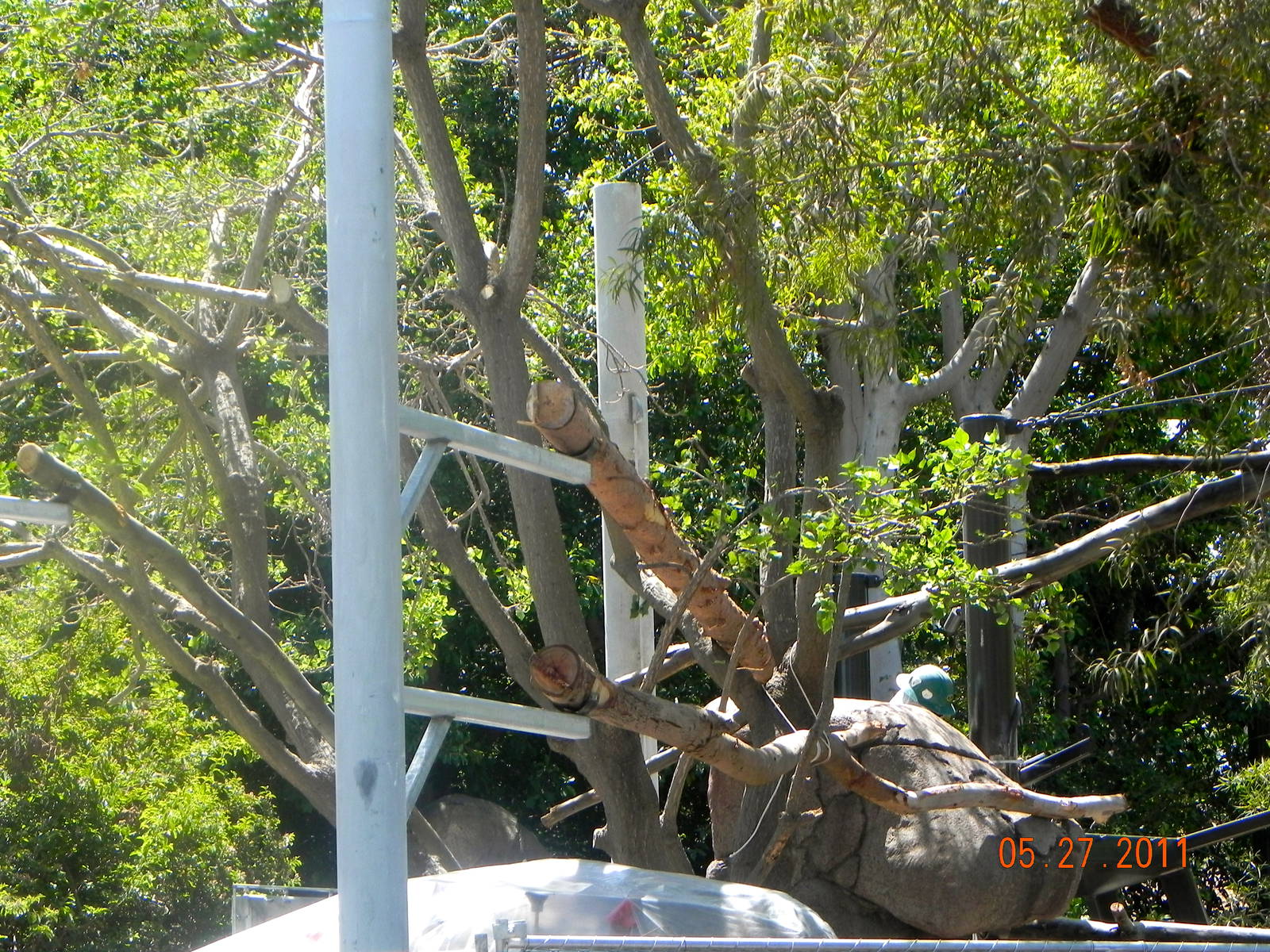 zoo construction May 2011 Chinese Leopard exhibit