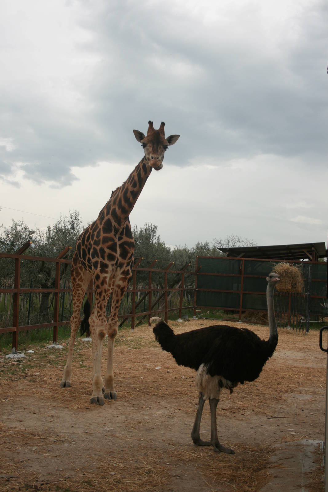 Zoo d'Abruzzo