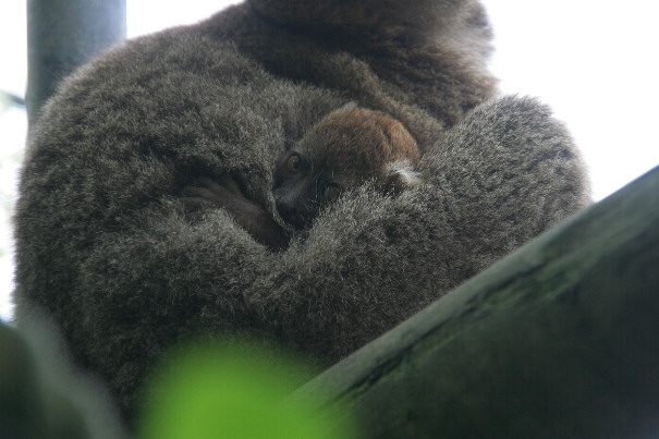 Zoo d'Asson - baby Greater bamboo Lemur