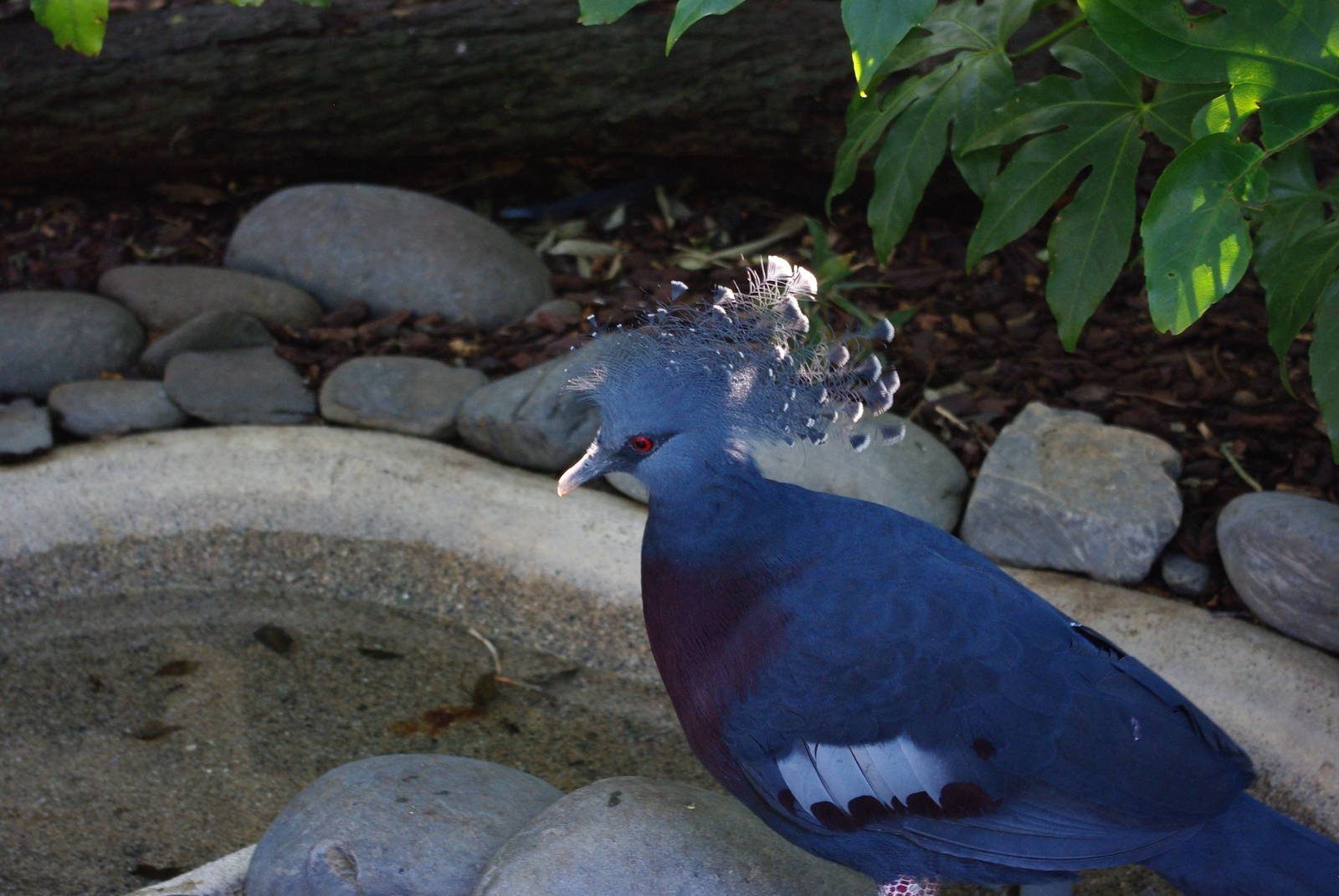 Zoo d'Asson - Crowned pigeon at close