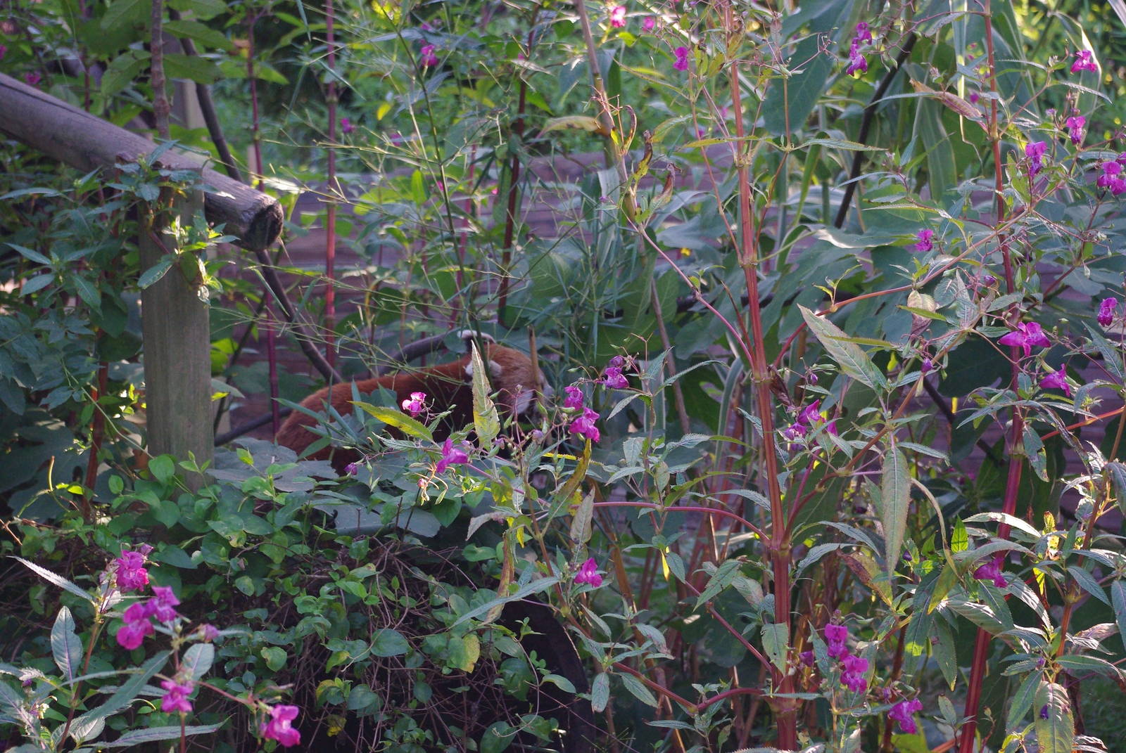 Zoo d'Asson - Lesser panda enclosure in summer
