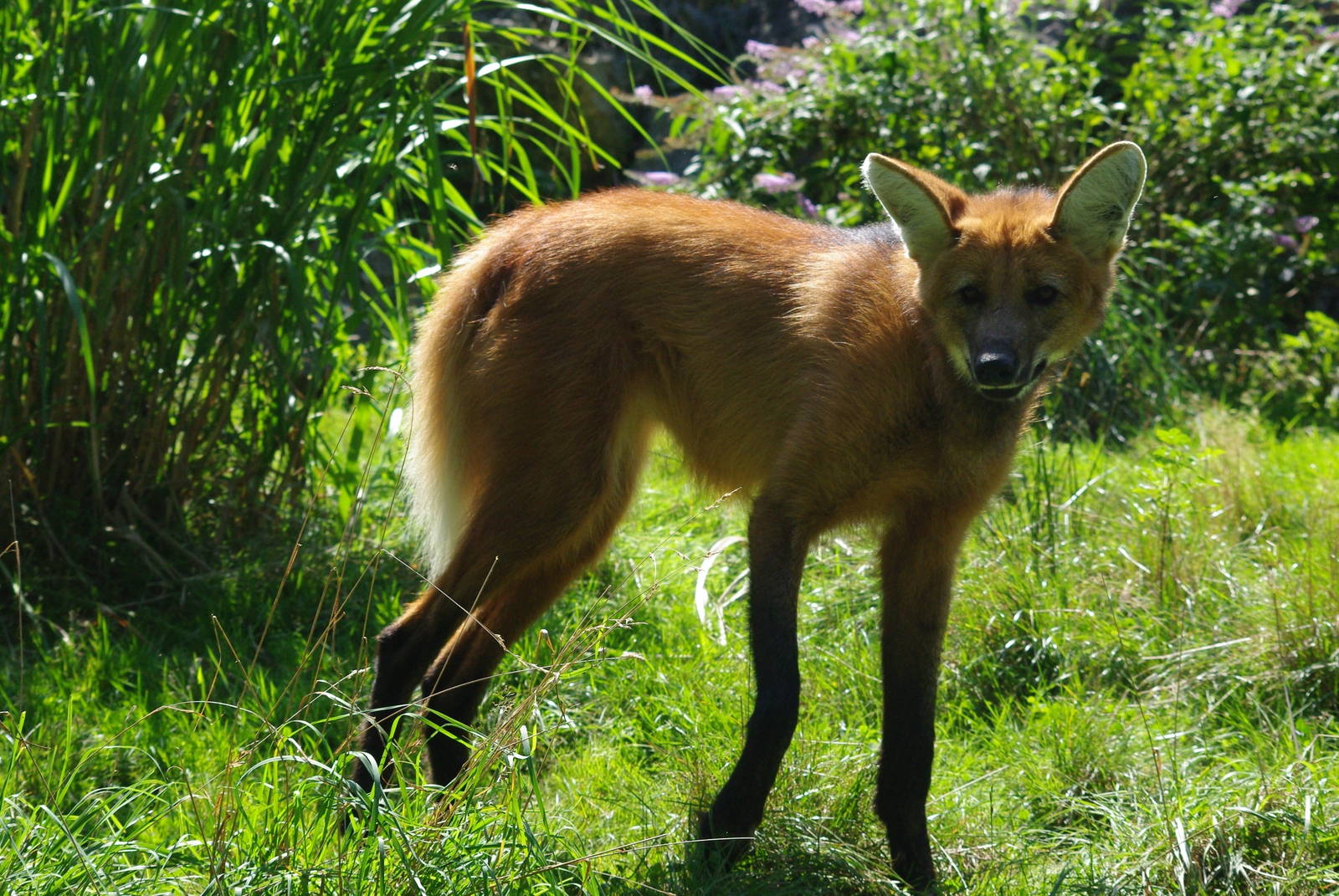Zoo d'Asson - Maned wolf