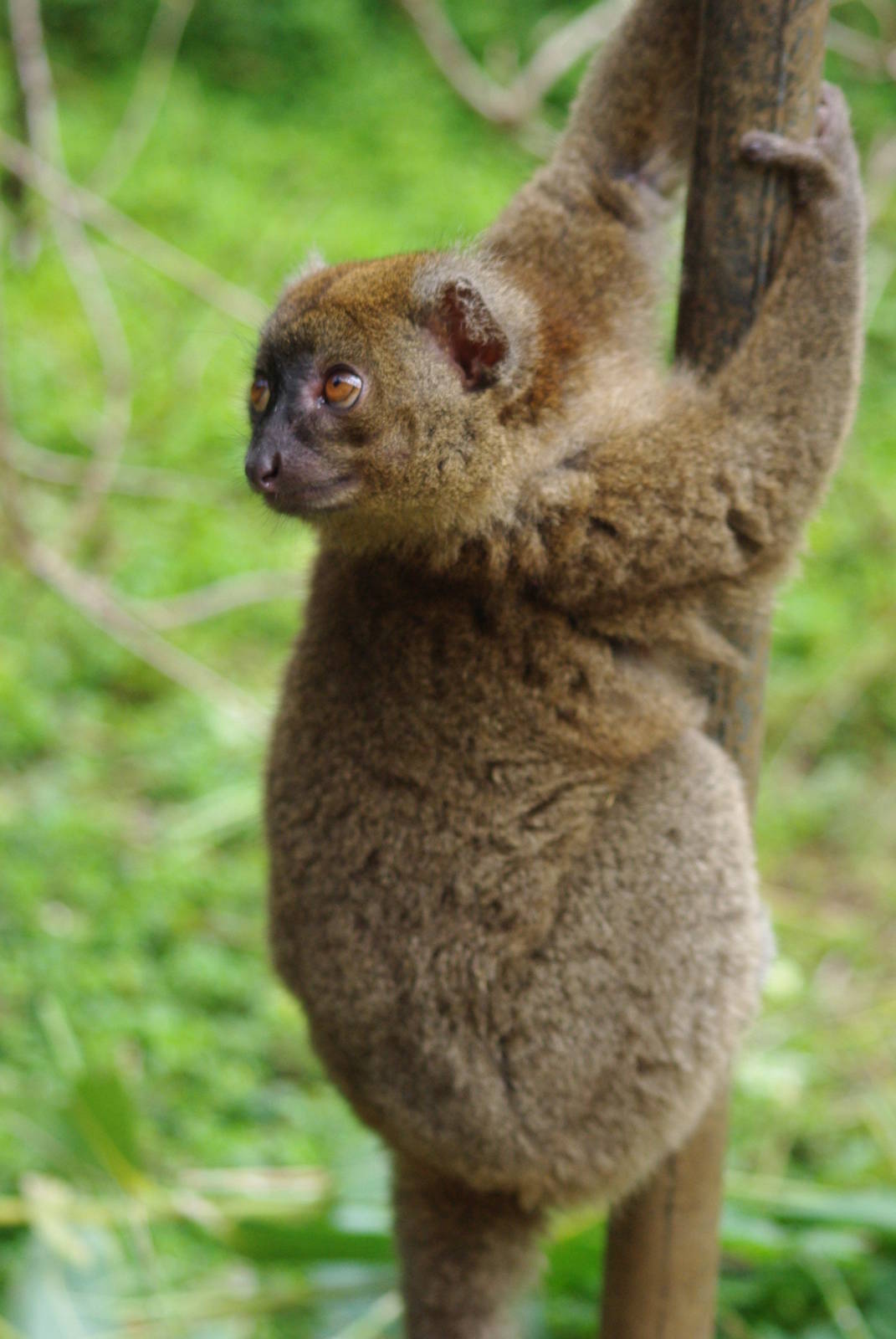 Zoo d'Asson - Prolemur simus