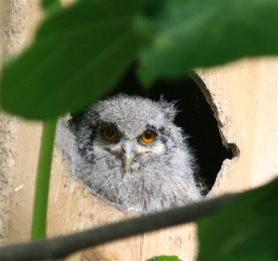 Zoo d'Asson - Ptilopsis leucotis chick