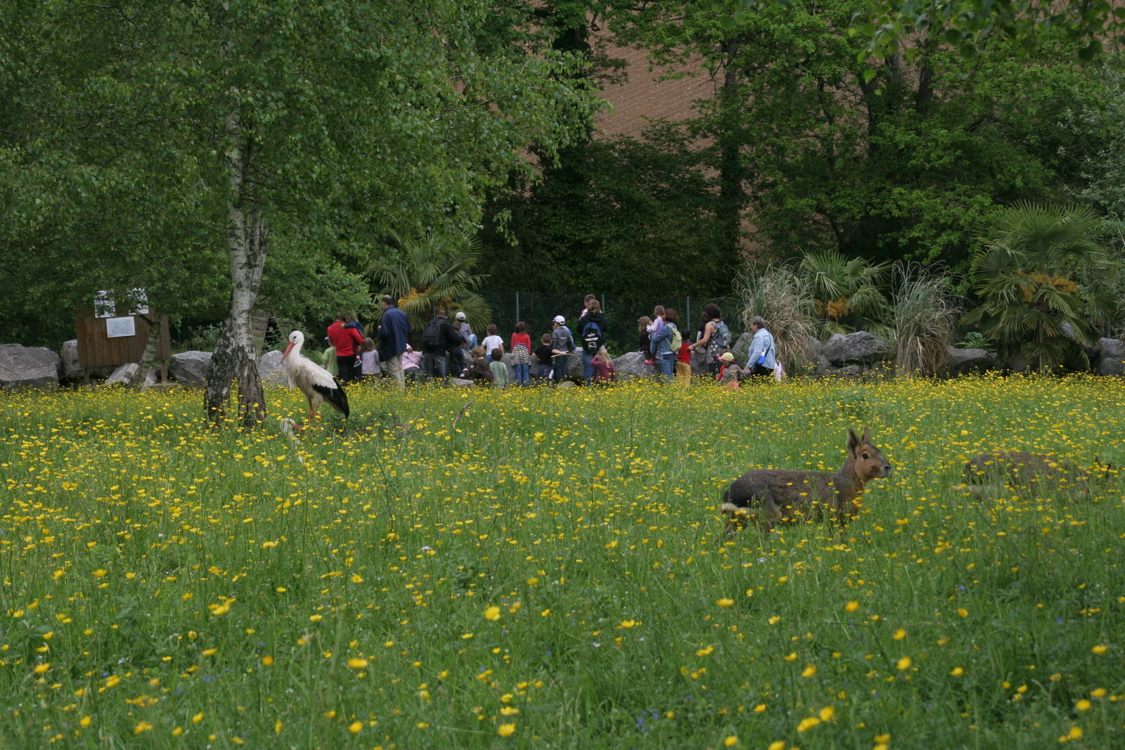 Zoo d'Asson - walk through enclosure