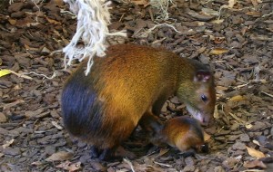 Zoo d'Asson - young Hairy - rumped aguti