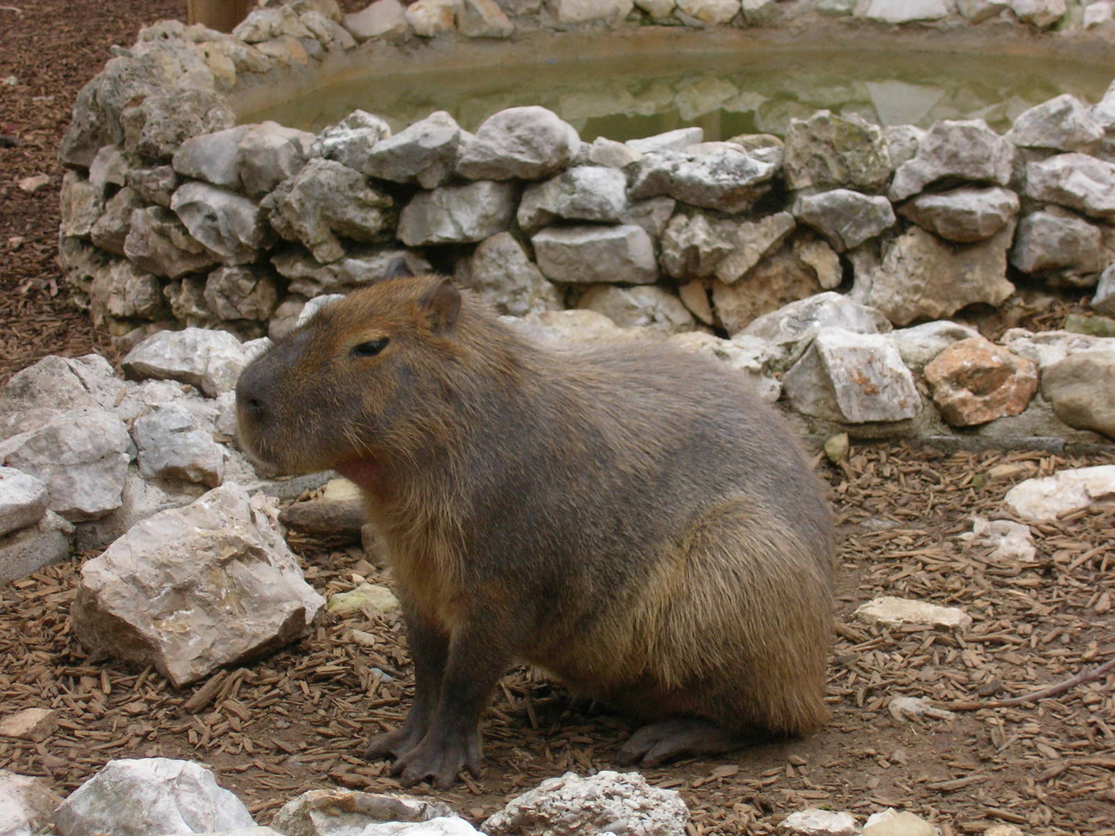 zoo de cap ferrat capibara