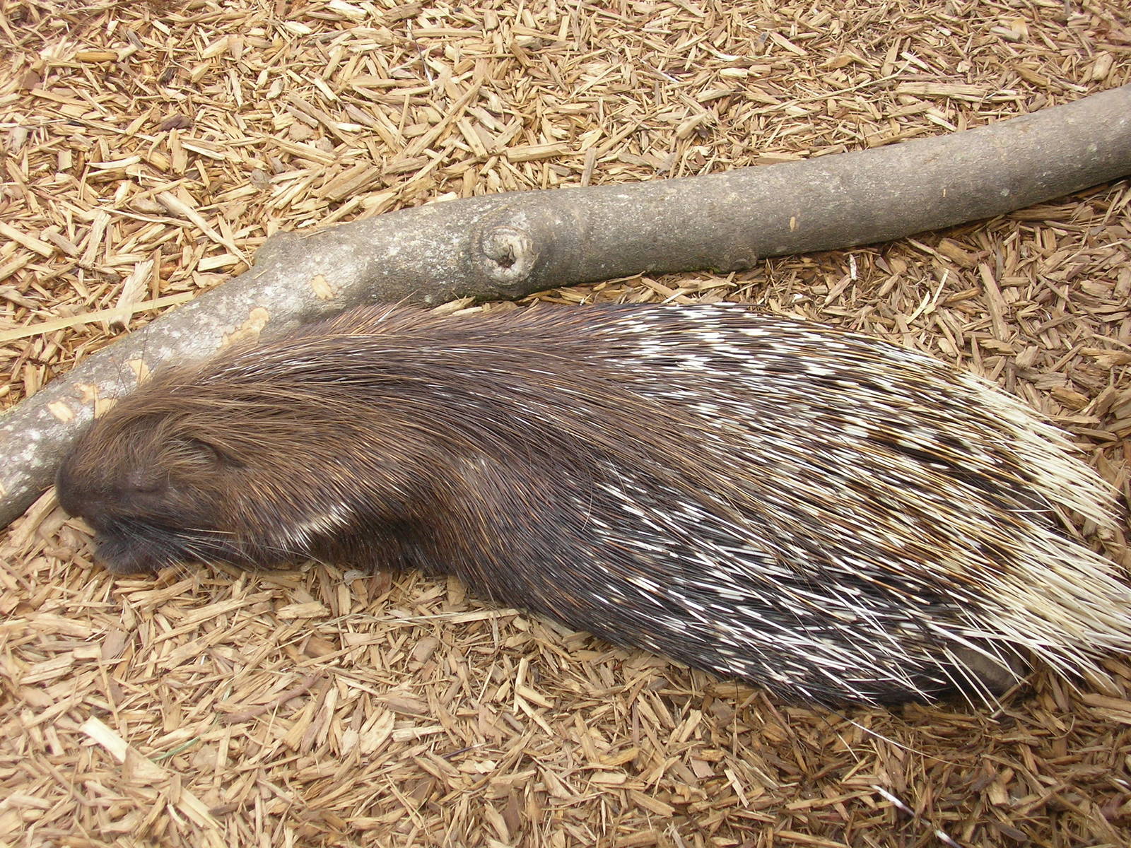 zoo de cap ferrat istrice