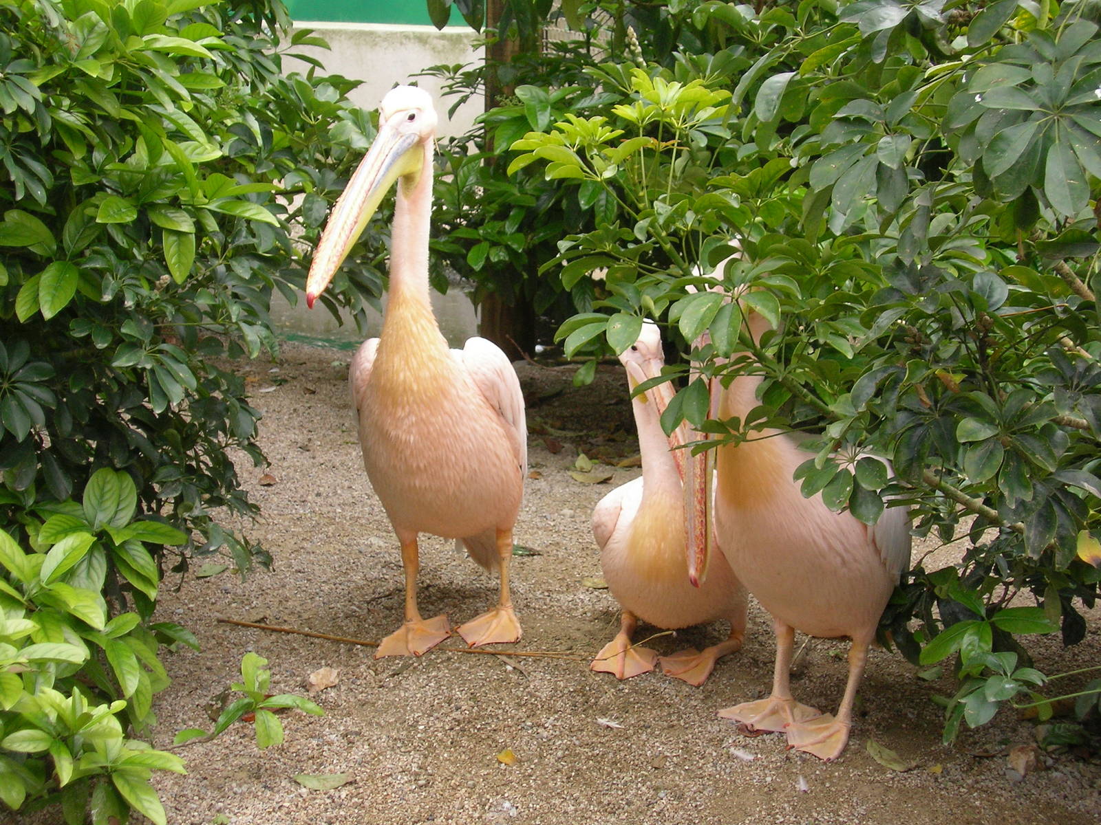 zoo de cap ferrat pellicani rosa