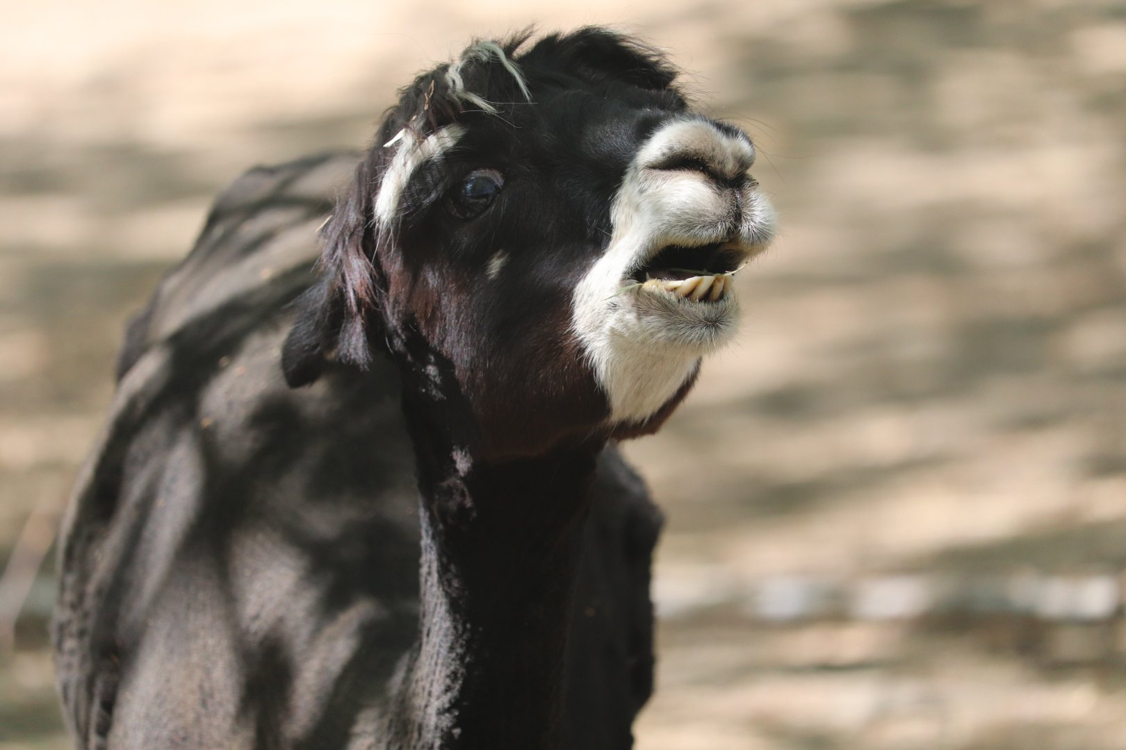 Zoo de Granby - Alpaca