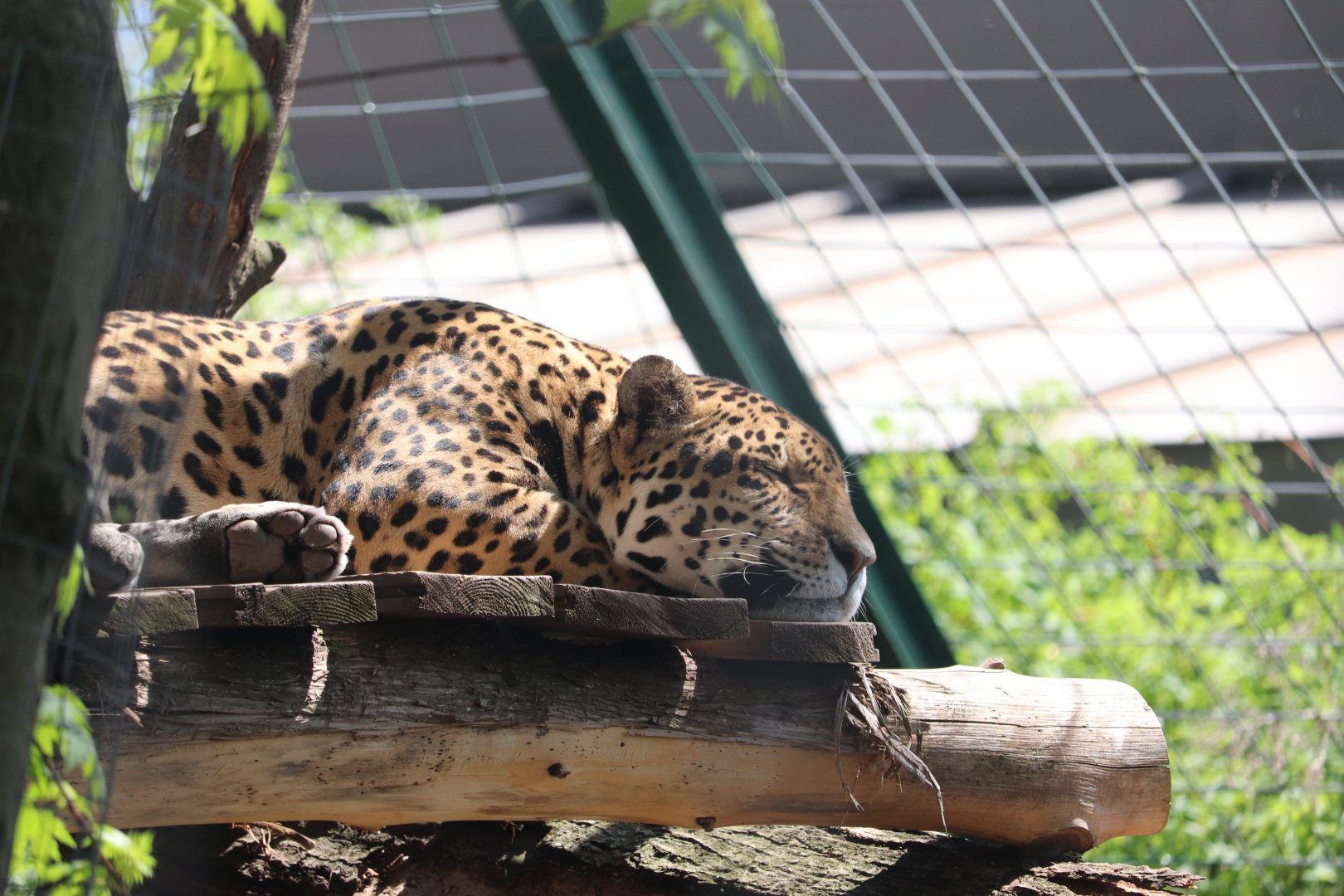 Zoo de Granby - Jaguar