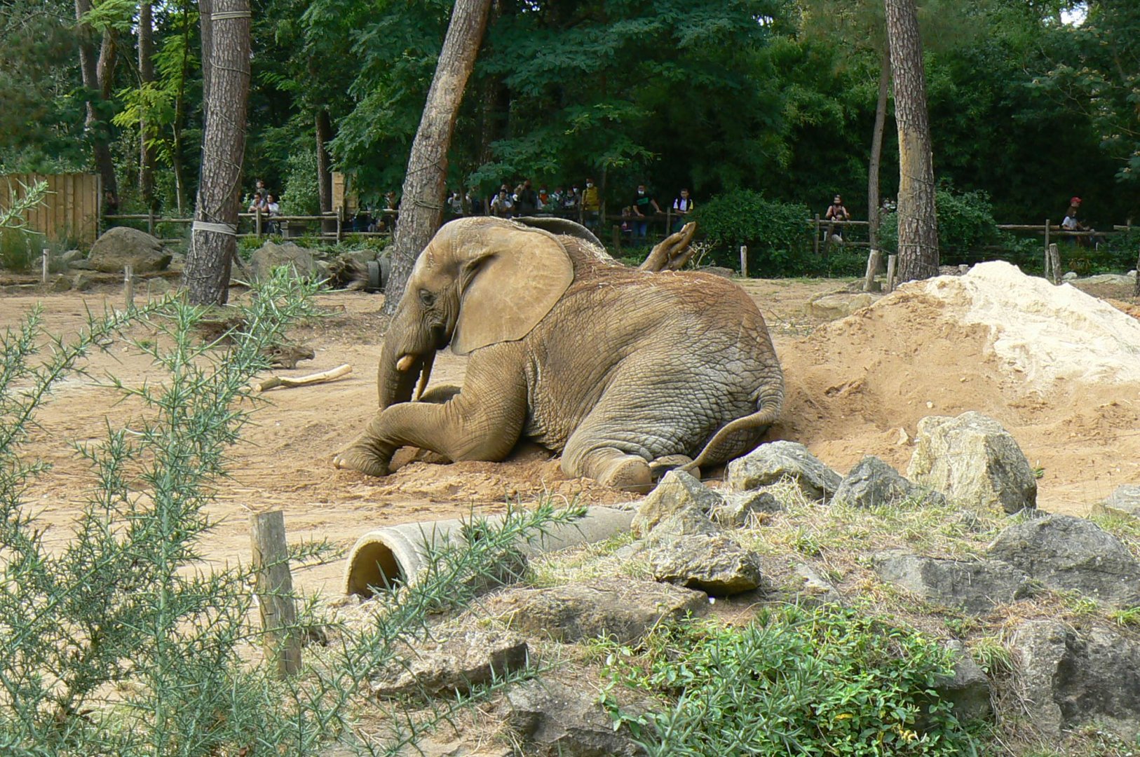 Zoo de la Flèche - African elephant Boten