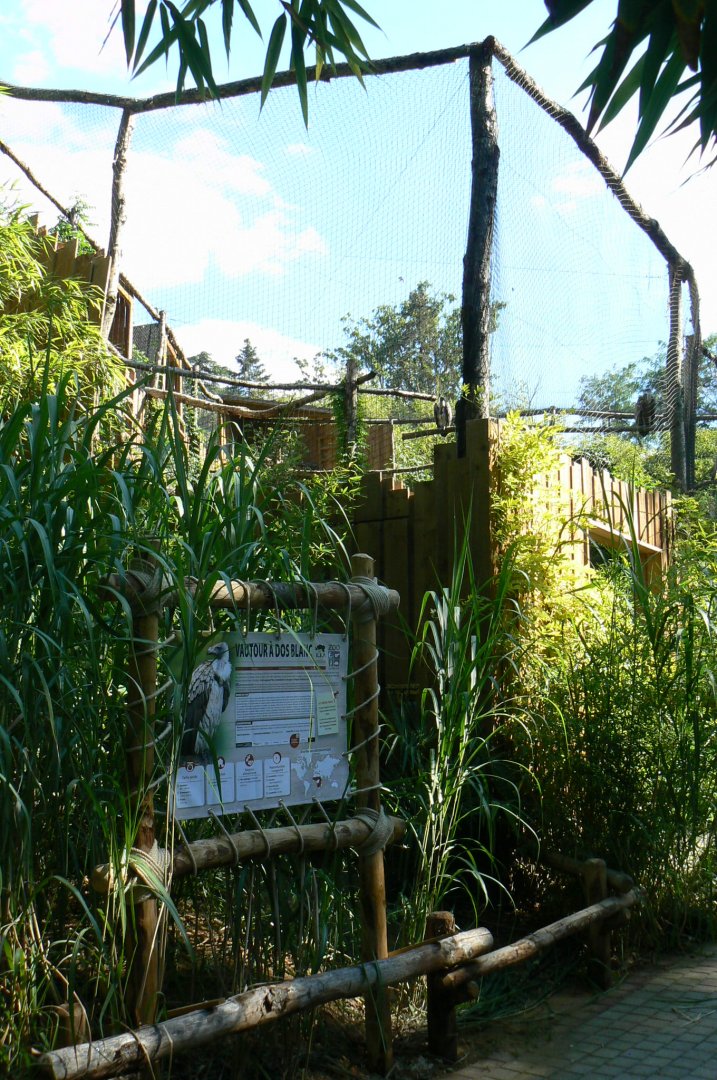 Zoo de la Flèche - African white-backed and griffon vultures aviary
