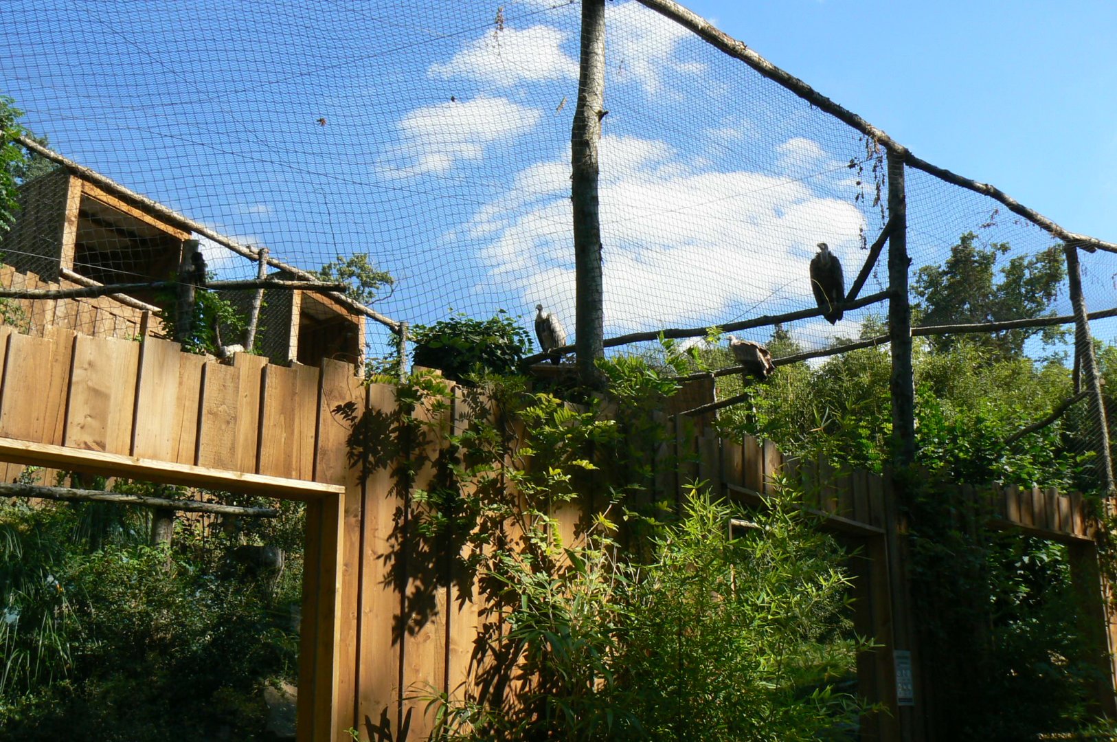 Zoo de la Flèche - African white-backed and griffon vultures aviary