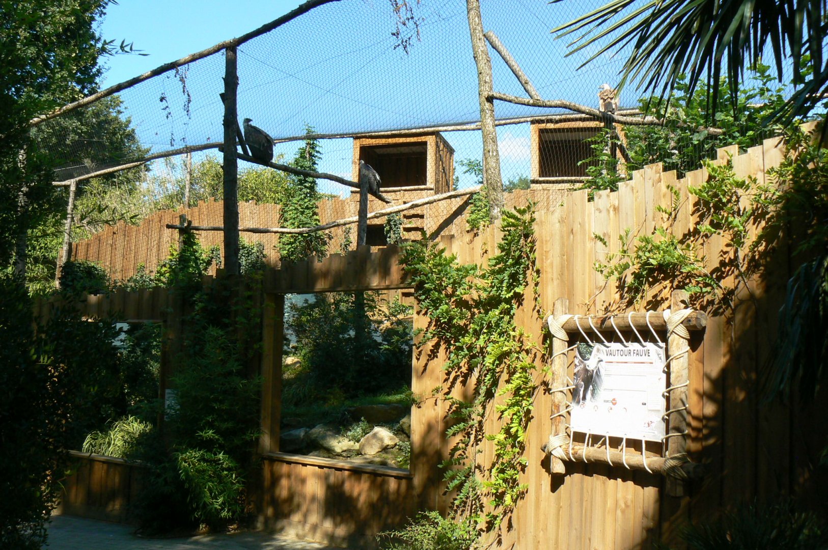 Zoo de la Flèche - African white-backed and griffon vultures aviary