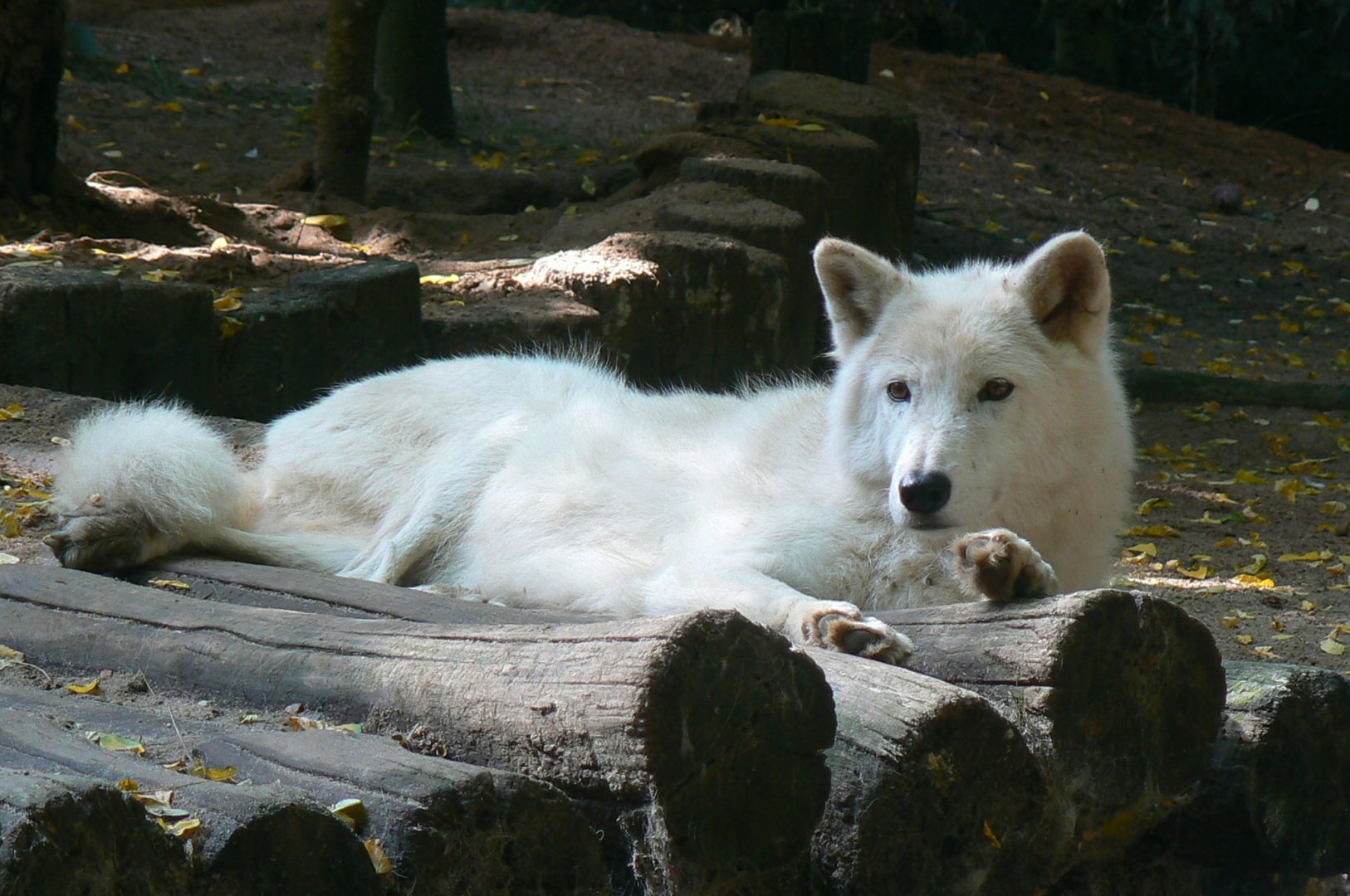 Zoo de la Flèche - Artic wolf