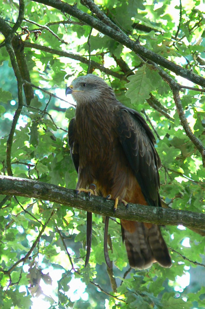 Zoo de la Flèche - Black kite during the bird show