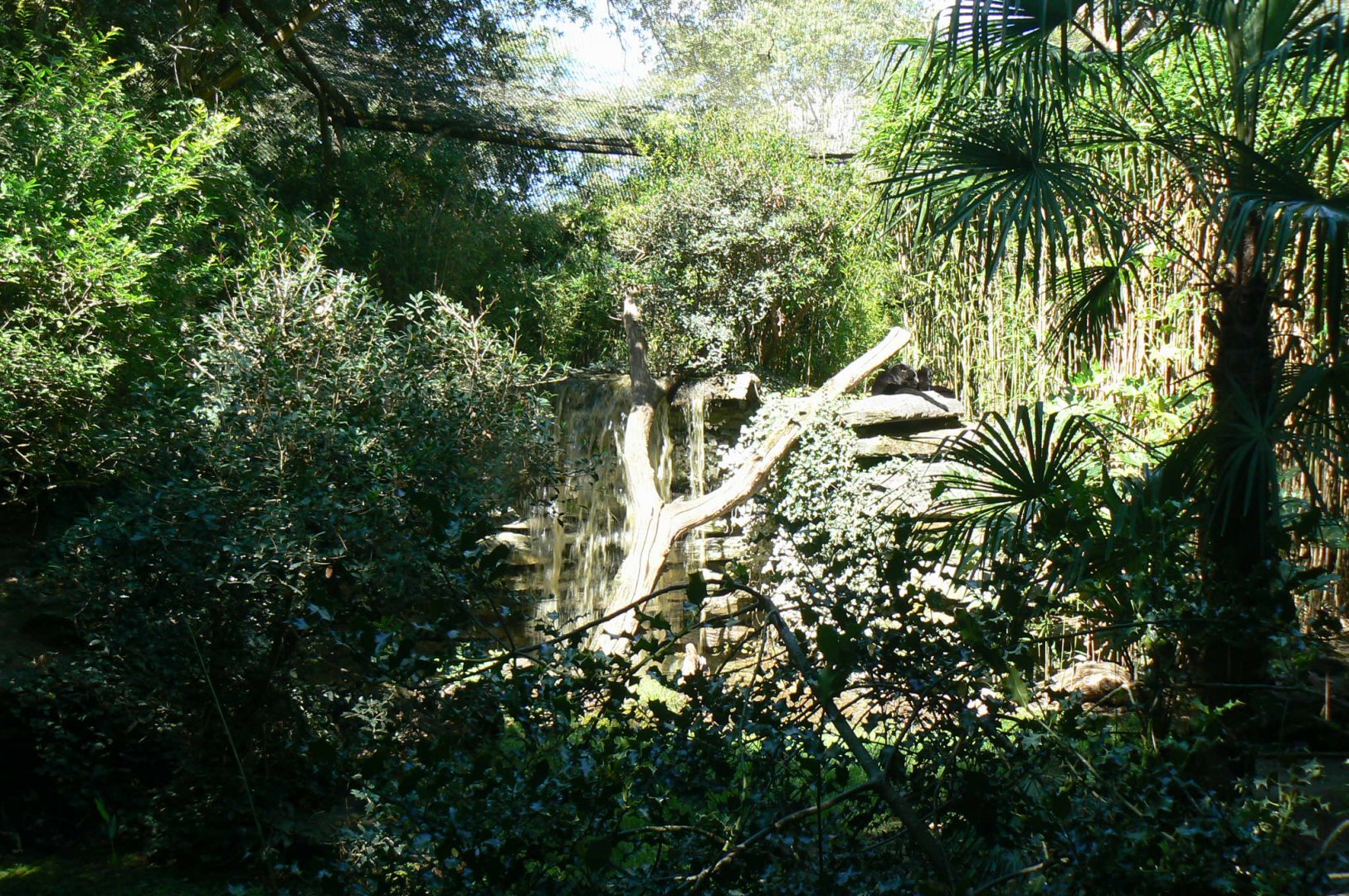 Zoo de la Flèche - Black leopard exhibit
