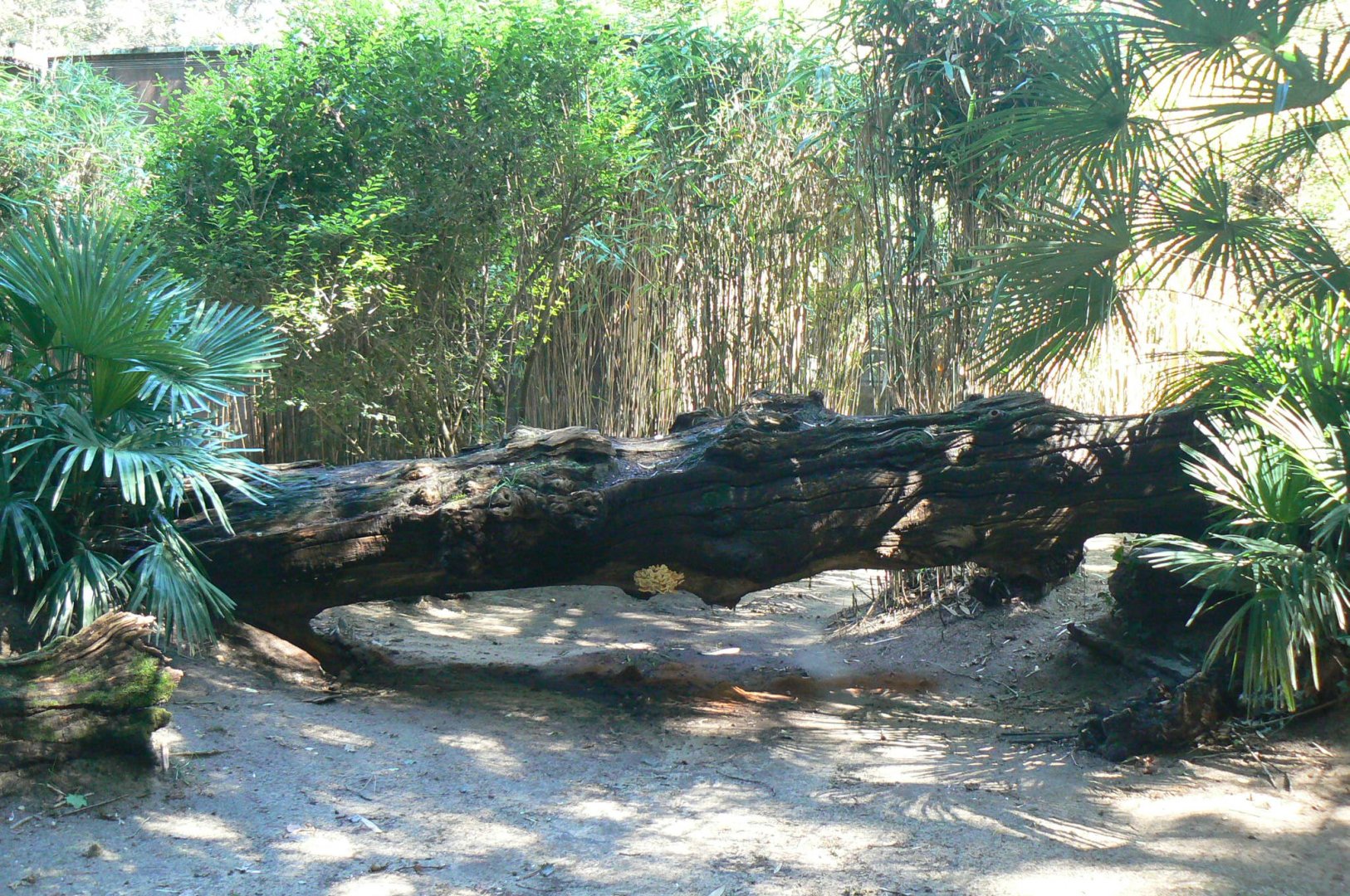 Zoo de la Flèche - Black leopard exhibit