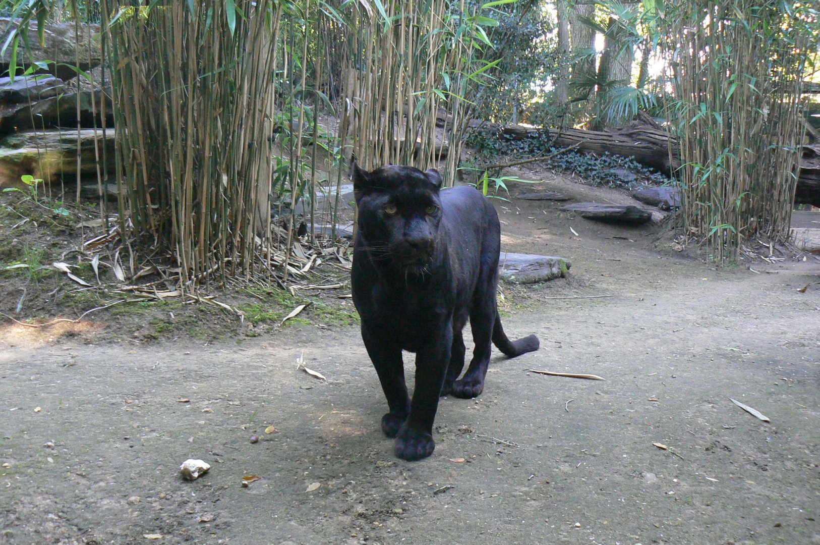 Zoo de la Flèche - Black leopard