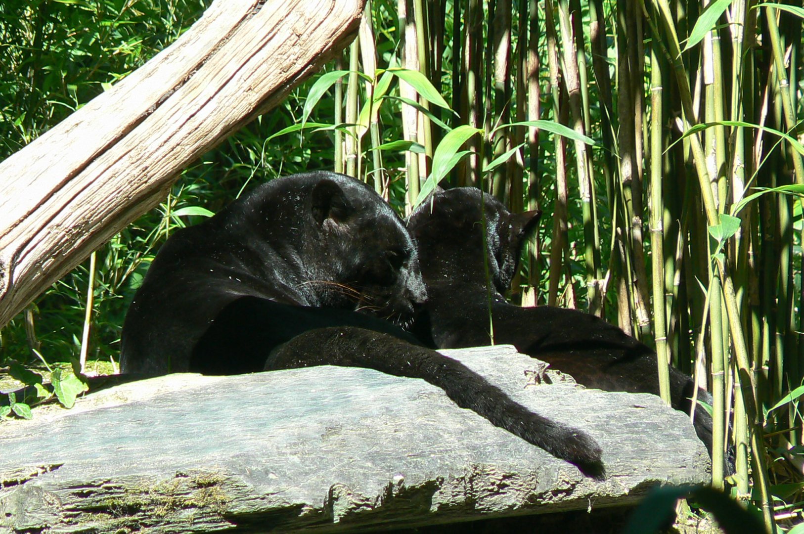 Zoo de la Flèche - Black leopards