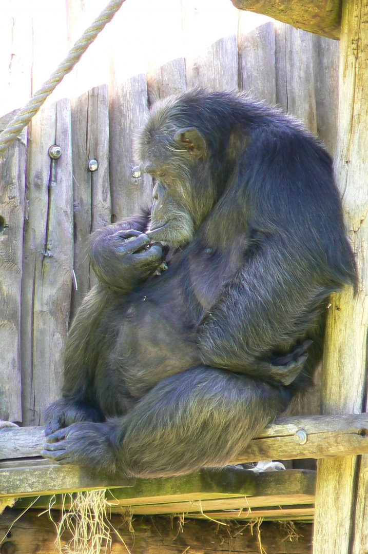 Zoo de la Flèche - Chimpanzee