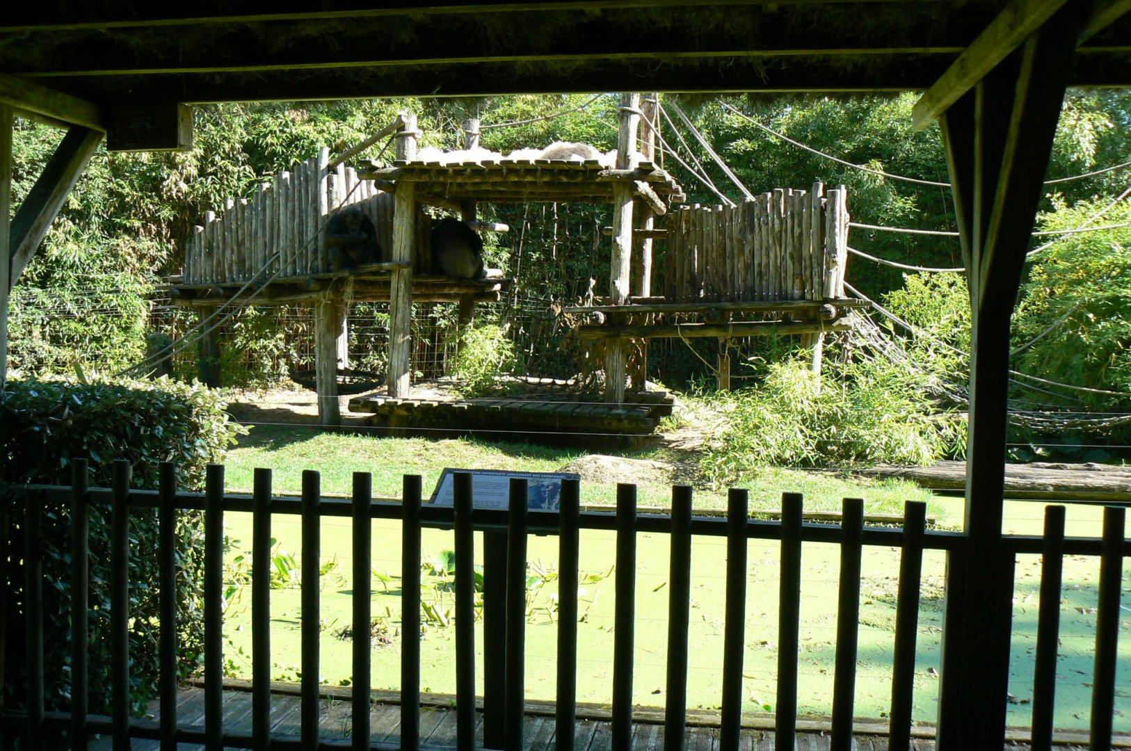Zoo de la Flèche - Chimpanzees exhibit
