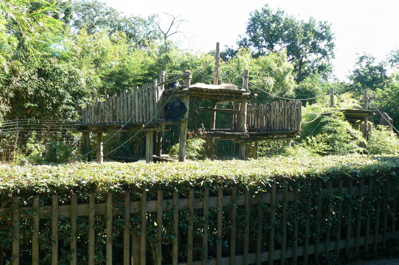 Zoo de la Flèche - Chimpanzees exhibit