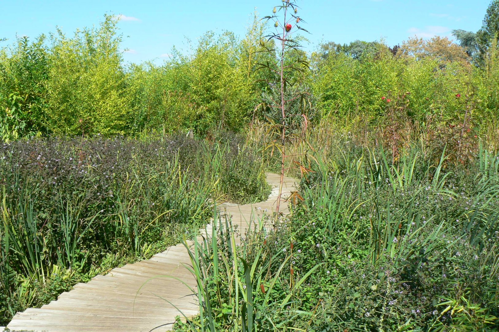 Zoo de la Flèche - Edge of the sumatran tigers exhibit