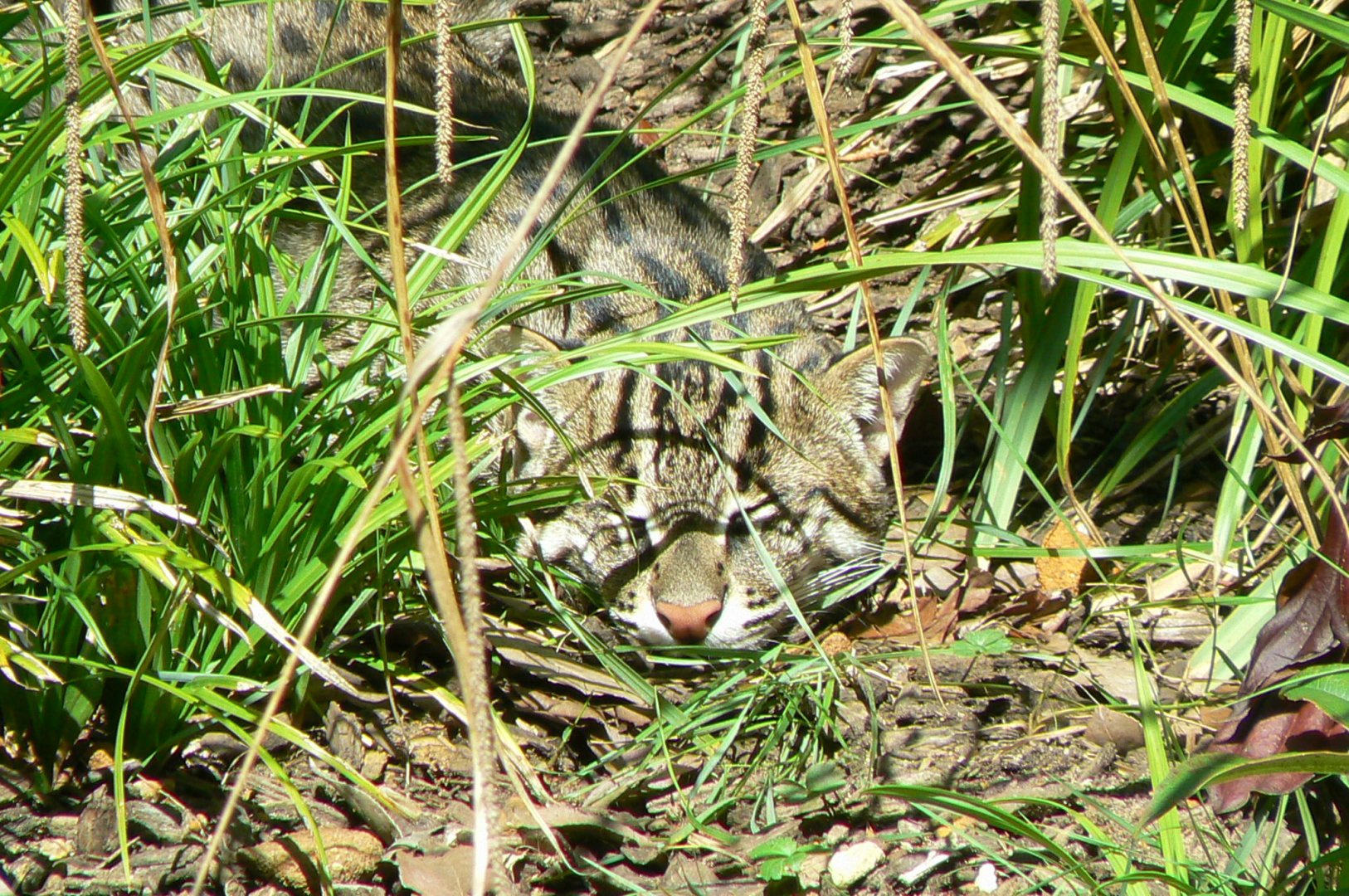 Zoo de la Flèche - Fishing cat