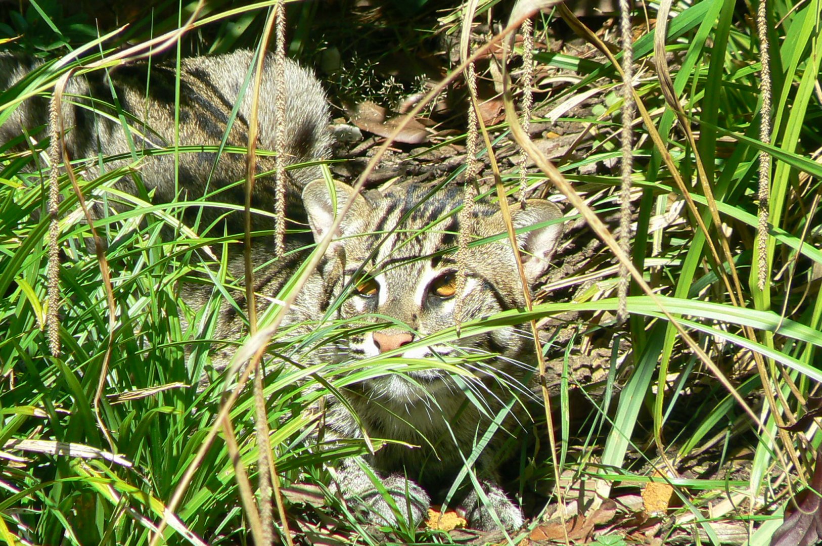 Zoo de la Flèche - Fishing cat