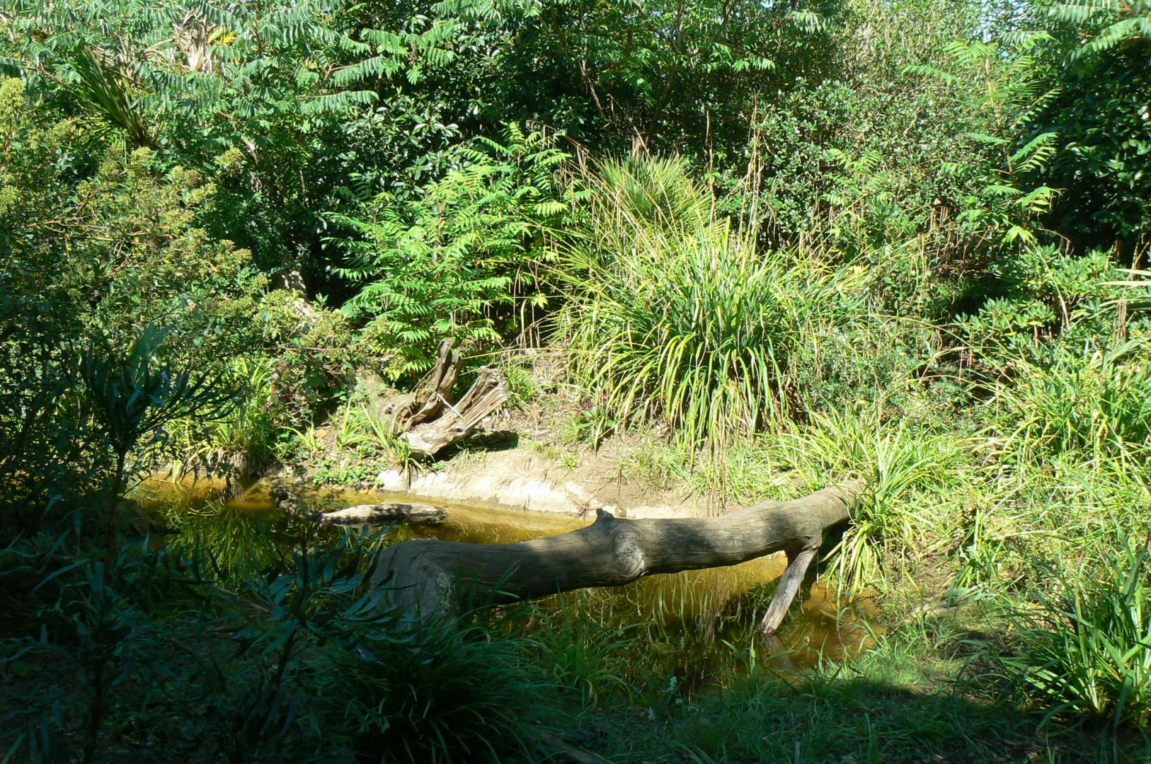 Zoo de la Flèche - Fishing cats exhibit