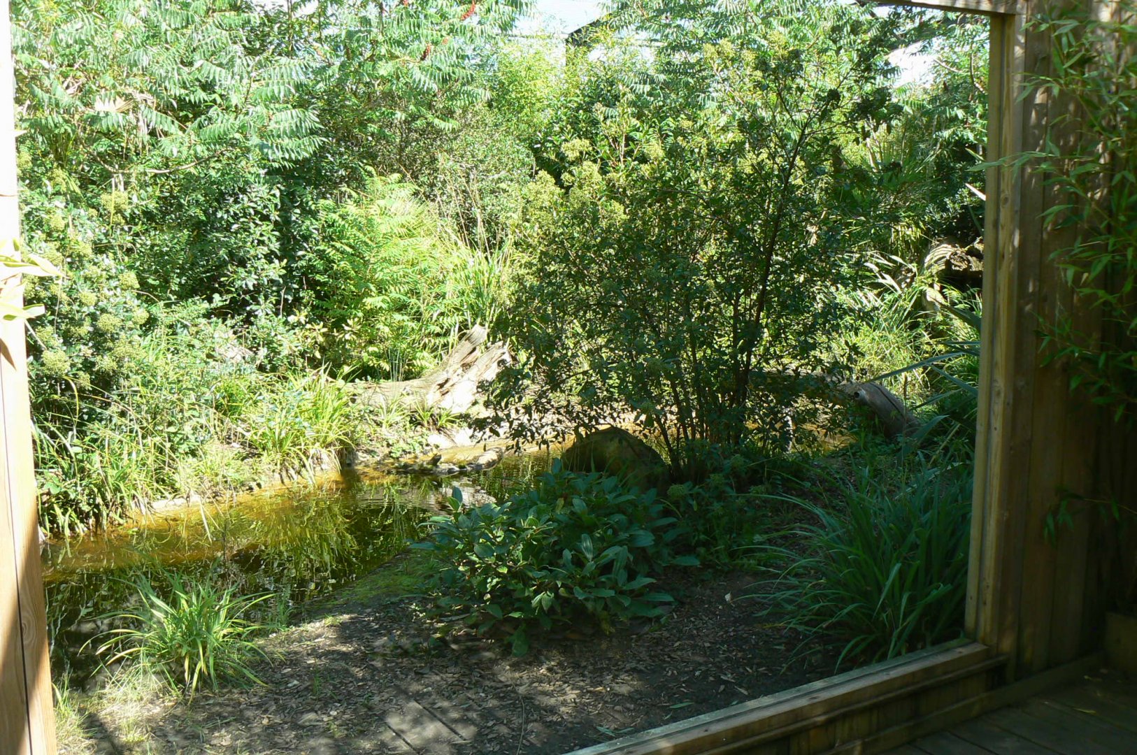 Zoo de la Flèche - Fishing cats exhibit