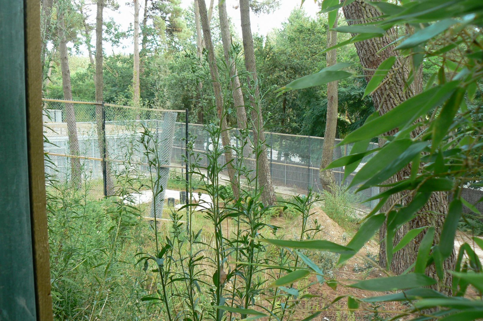 Zoo de la Flèche - Future off-show maternity den - Second enclosure